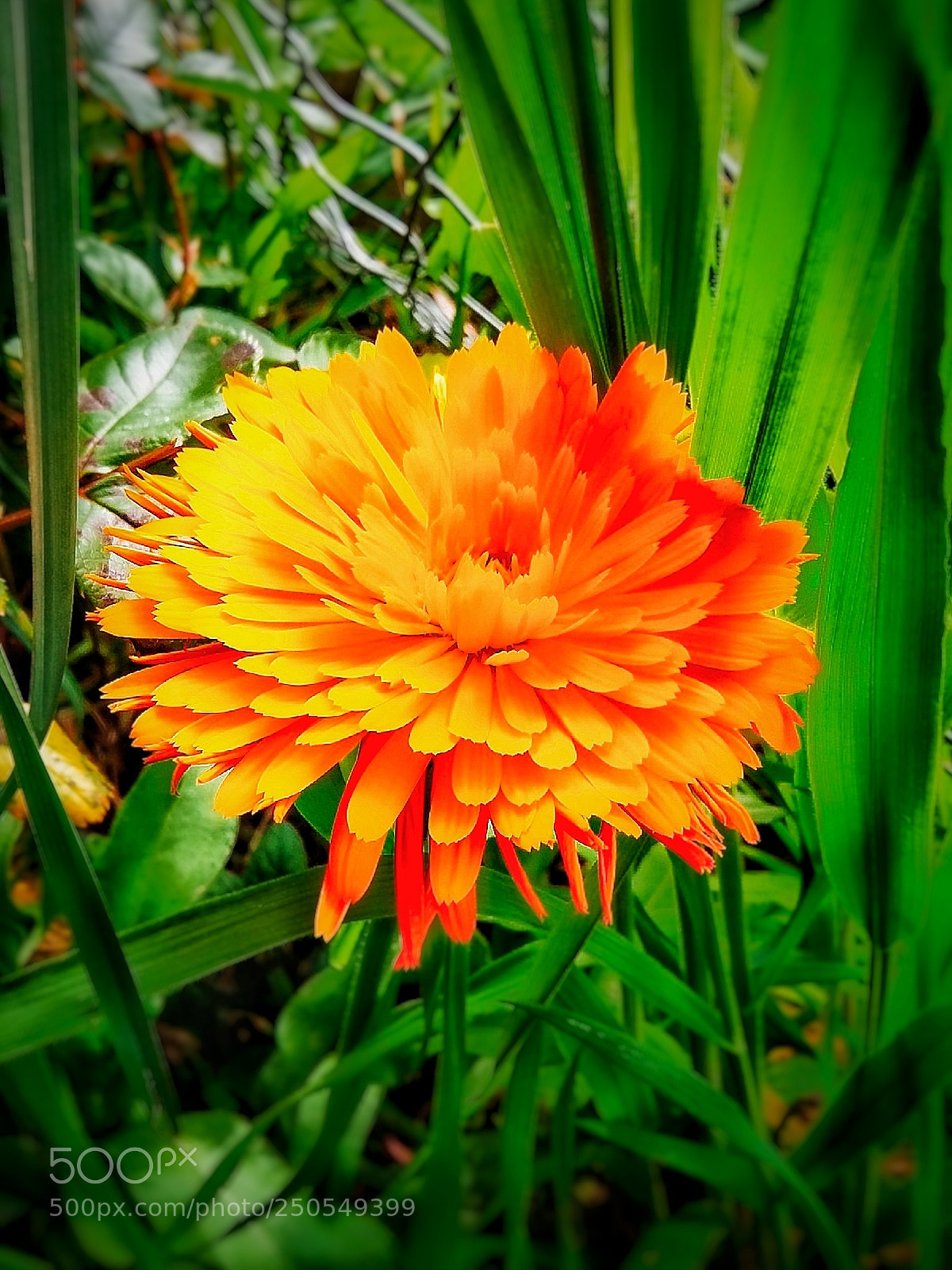 Samsung Galaxy Grand Prime sample photo. Soledad photography