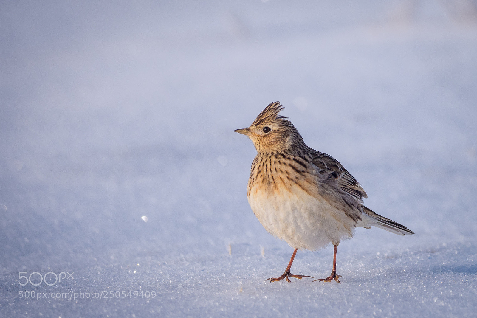 Olympus OM-D E-M1 Mark II sample photo. Sk ivan poln alauda photography