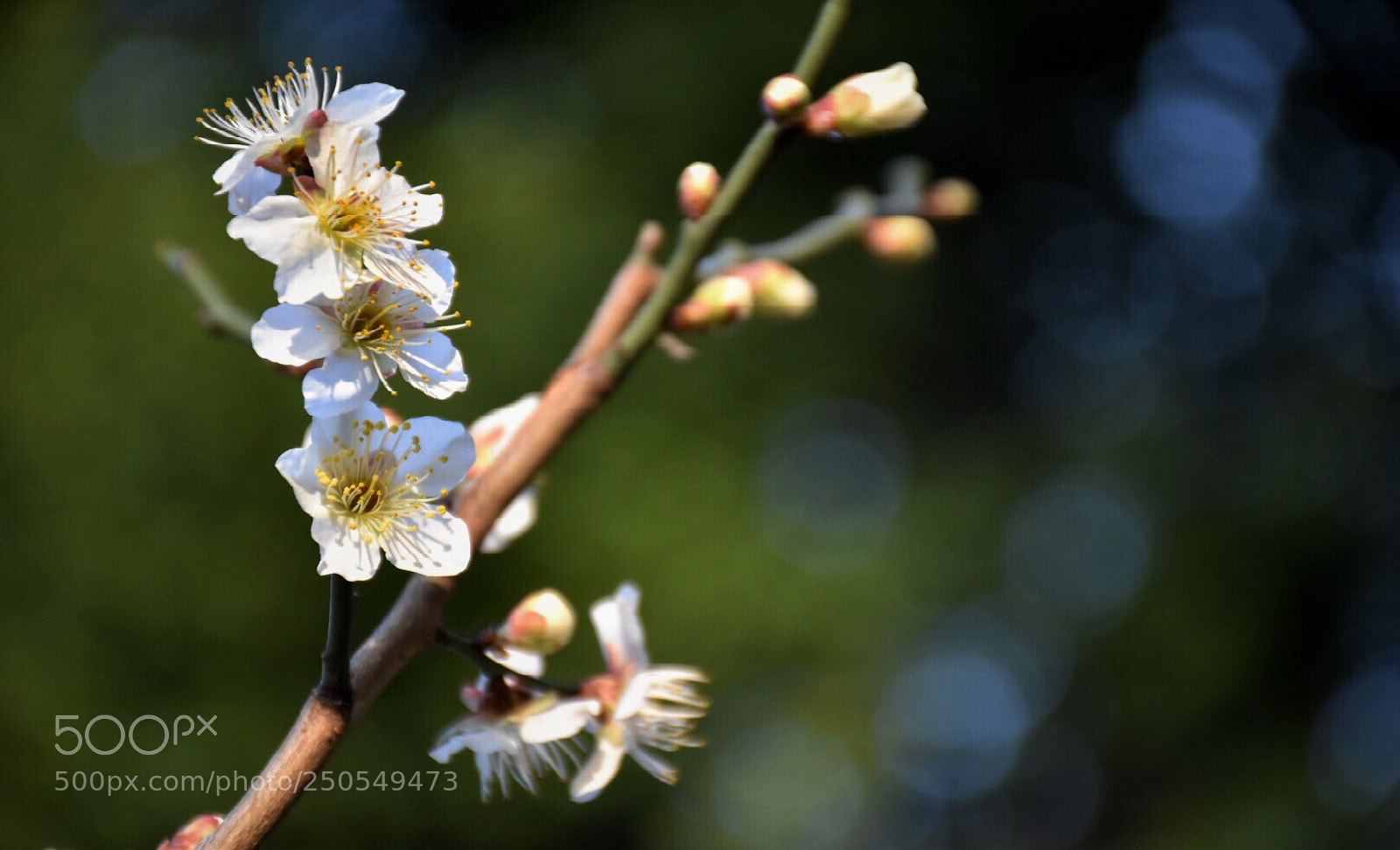 Nikon D5500 sample photo. Spring blooms14 photography