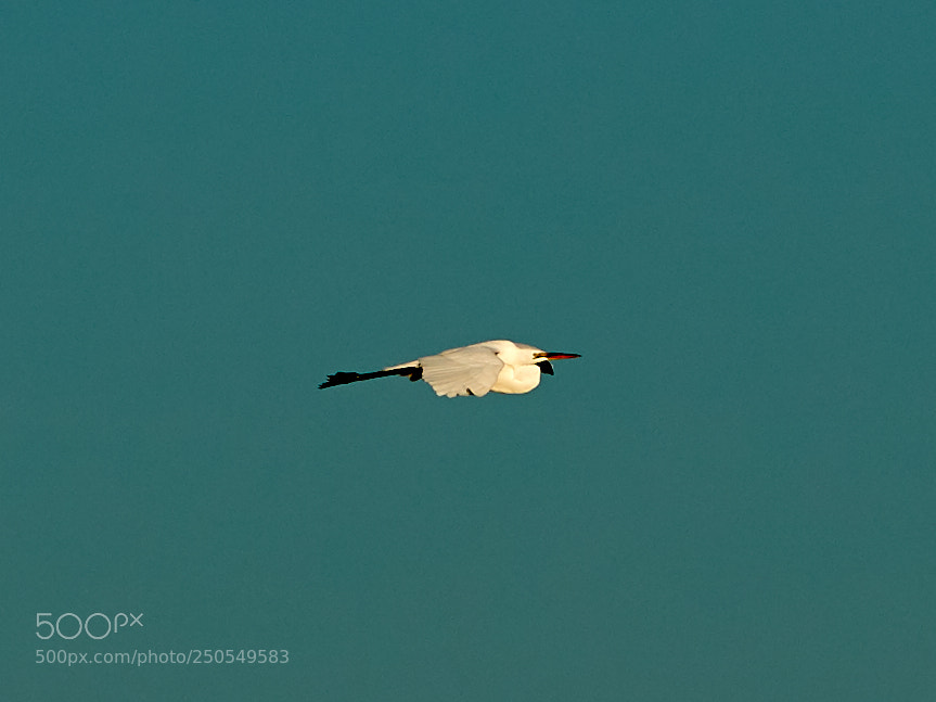 Canon EOS-1D X Mark II sample photo. 03-24-18-0009382 1.jpg photography