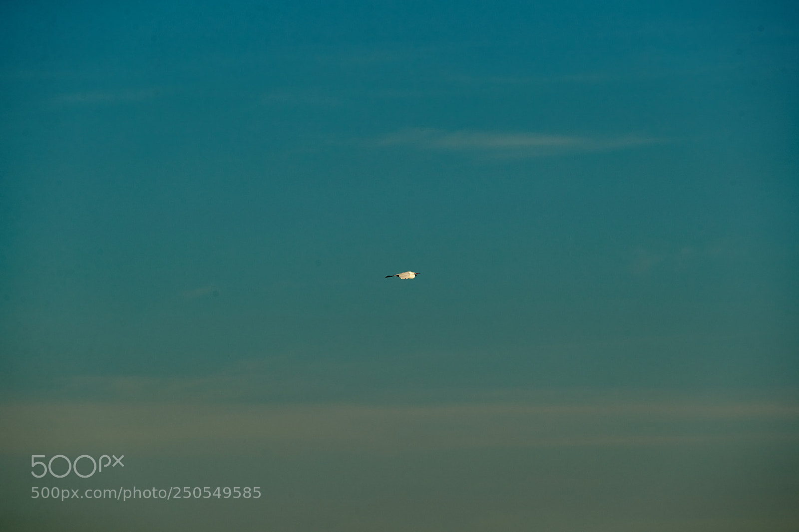 Canon EOS-1D X Mark II sample photo. 03-24-18-0009382.jpg photography
