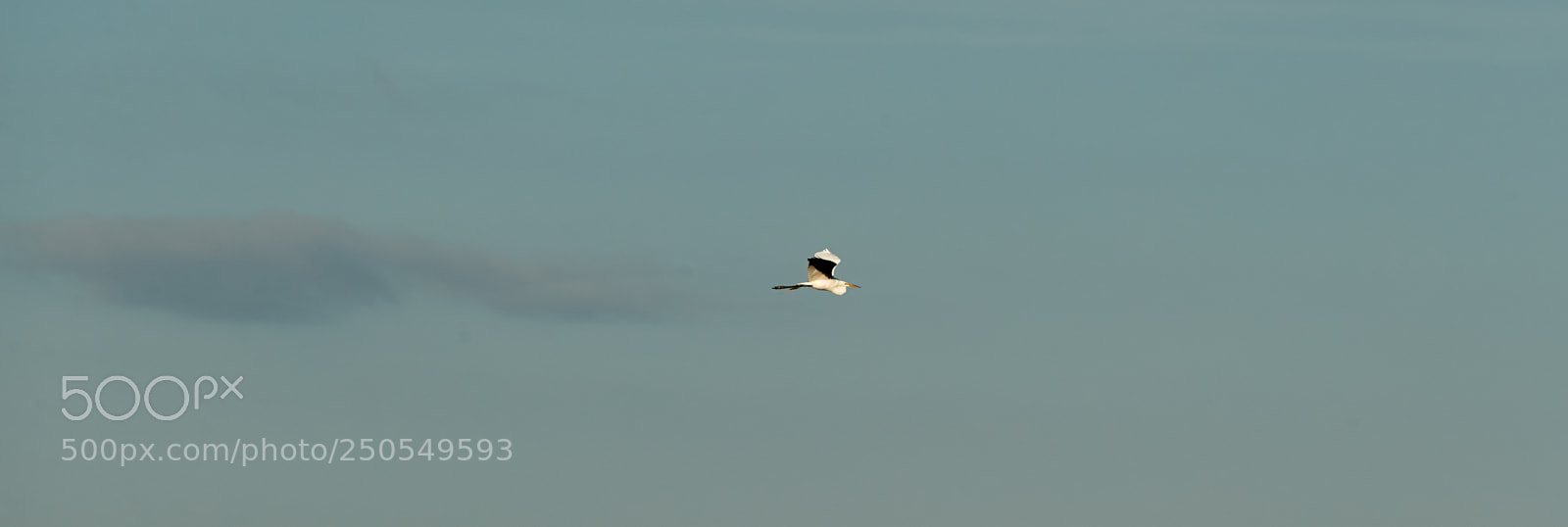 Canon EOS-1D X Mark II sample photo. 03-24-18-0009198.jpg photography