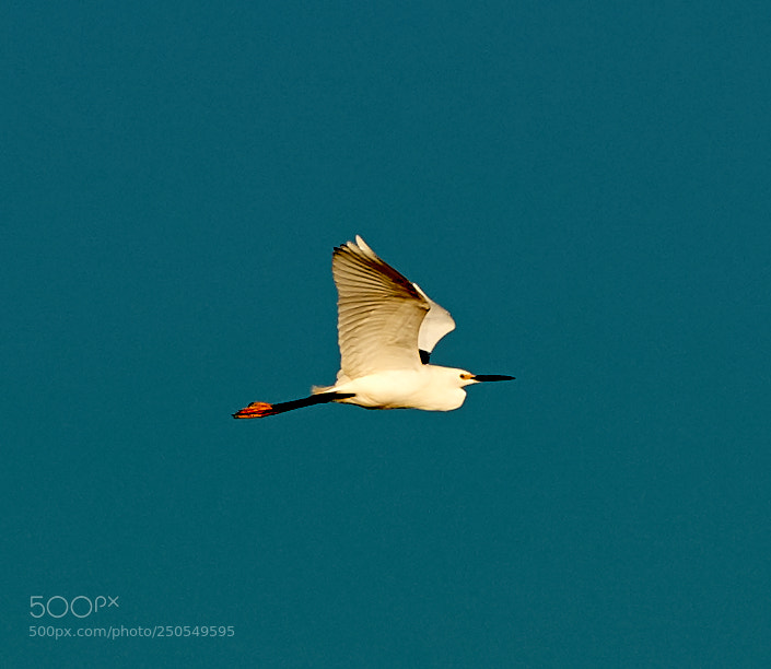 Canon EOS-1D X Mark II sample photo. 03-24-18-0009196.jpg photography