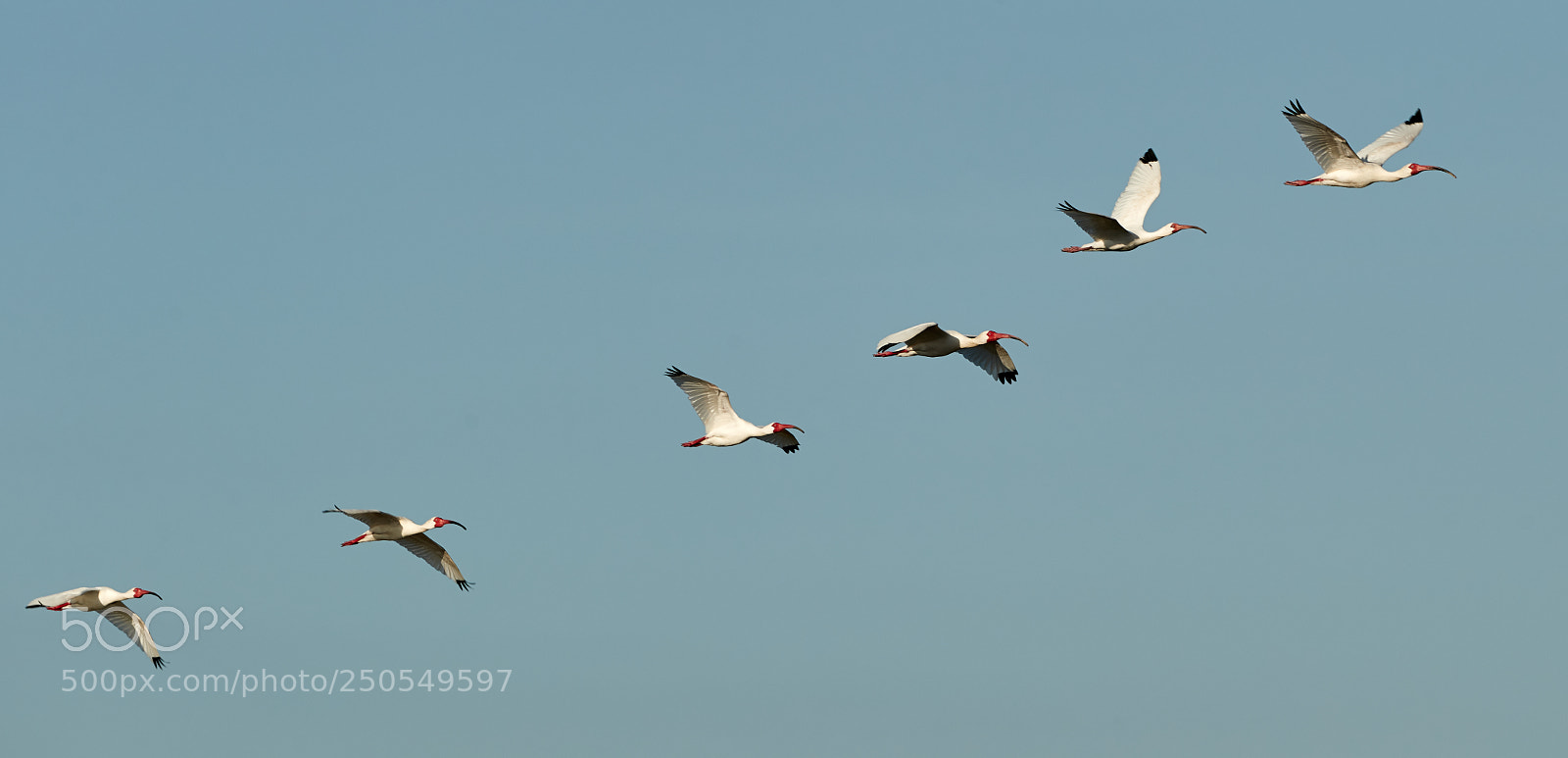 Canon EOS-1D X Mark II sample photo. 03-24-18-0009164.jpg photography