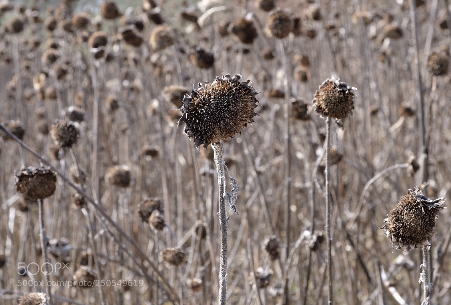 Fujifilm X-H1 sample photo. Last summer photography
