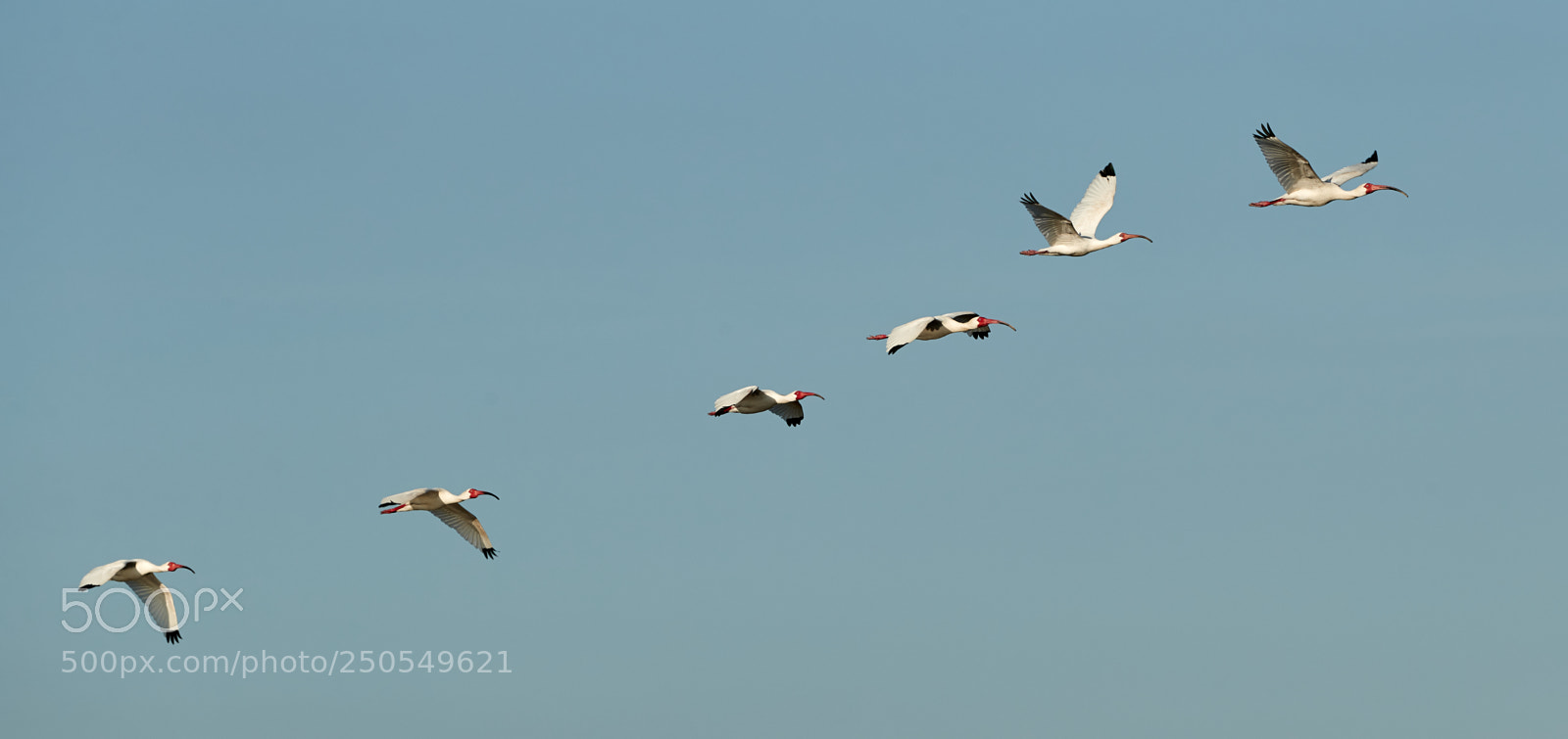 Canon EOS-1D X Mark II sample photo. 03-24-18-0009163.jpg photography
