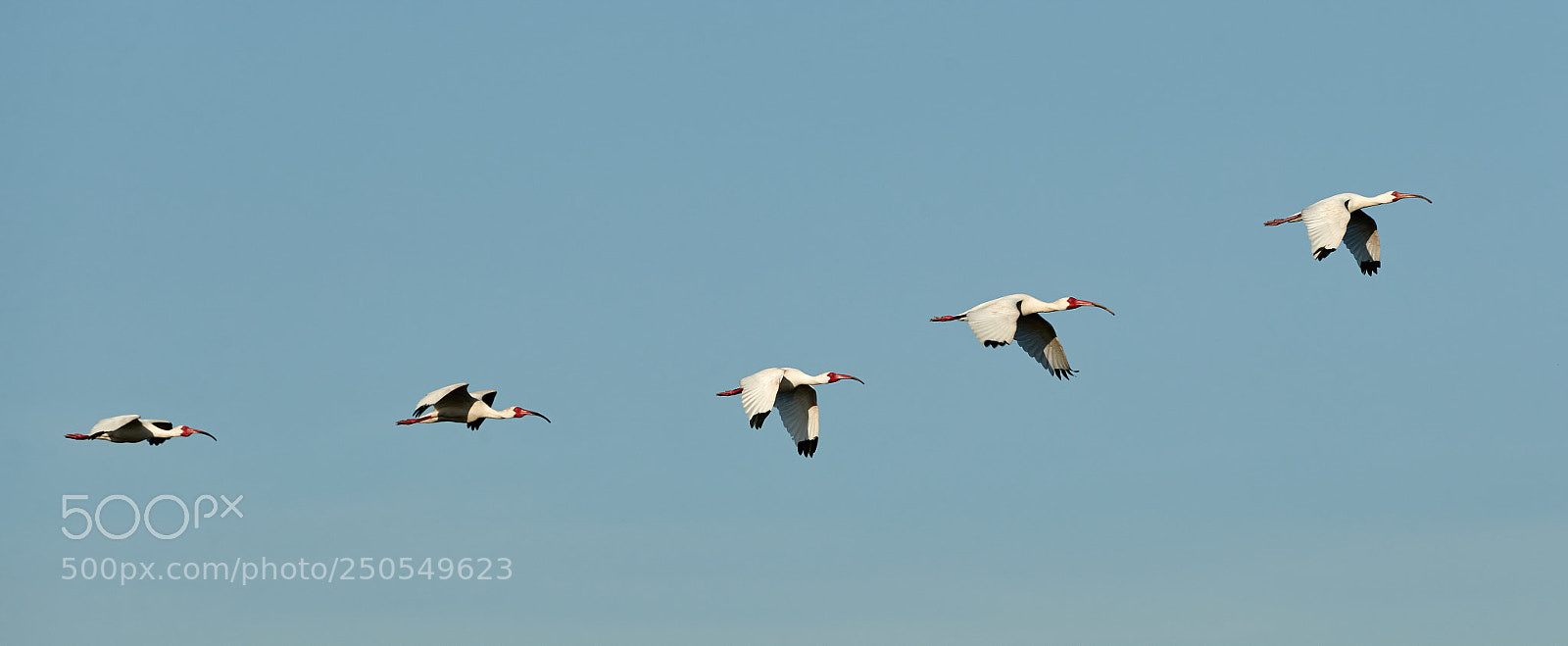 Canon EOS-1D X Mark II sample photo. 03-24-18-0009161.jpg photography
