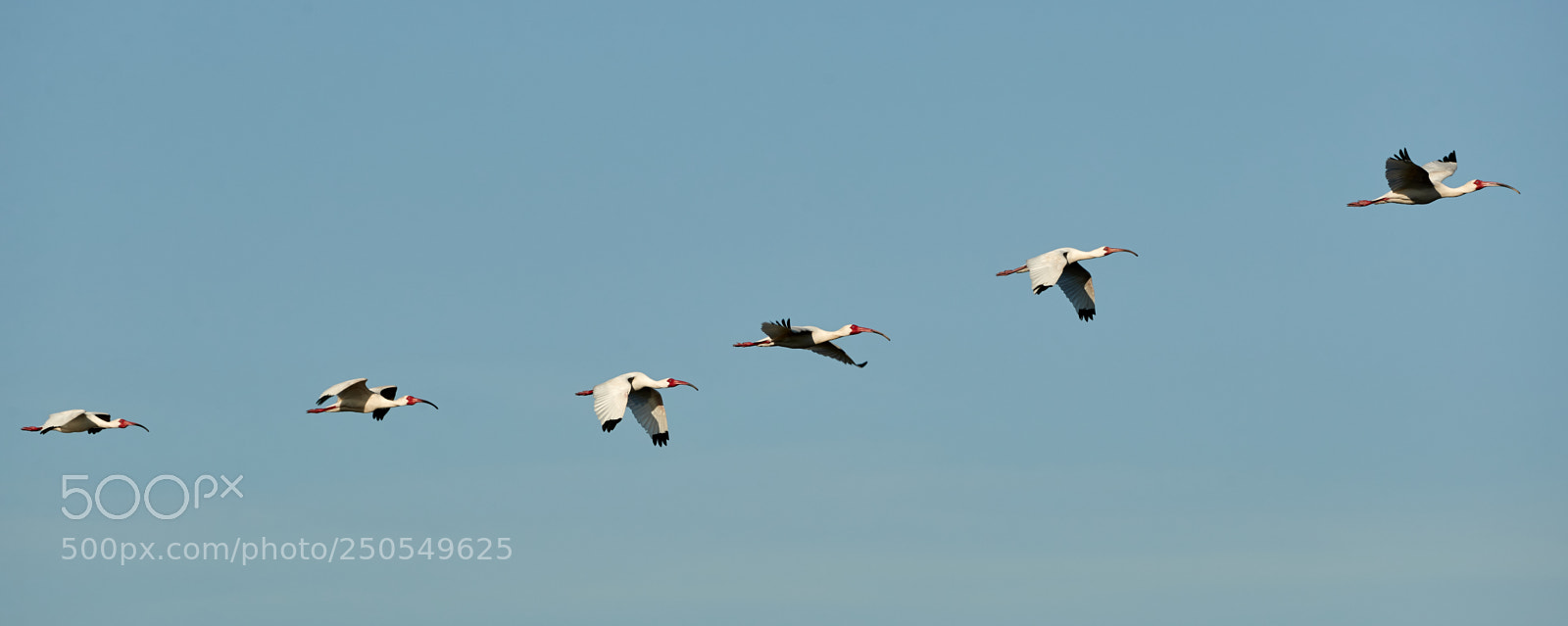Canon EOS-1D X Mark II sample photo. 03-24-18-0009162.jpg photography