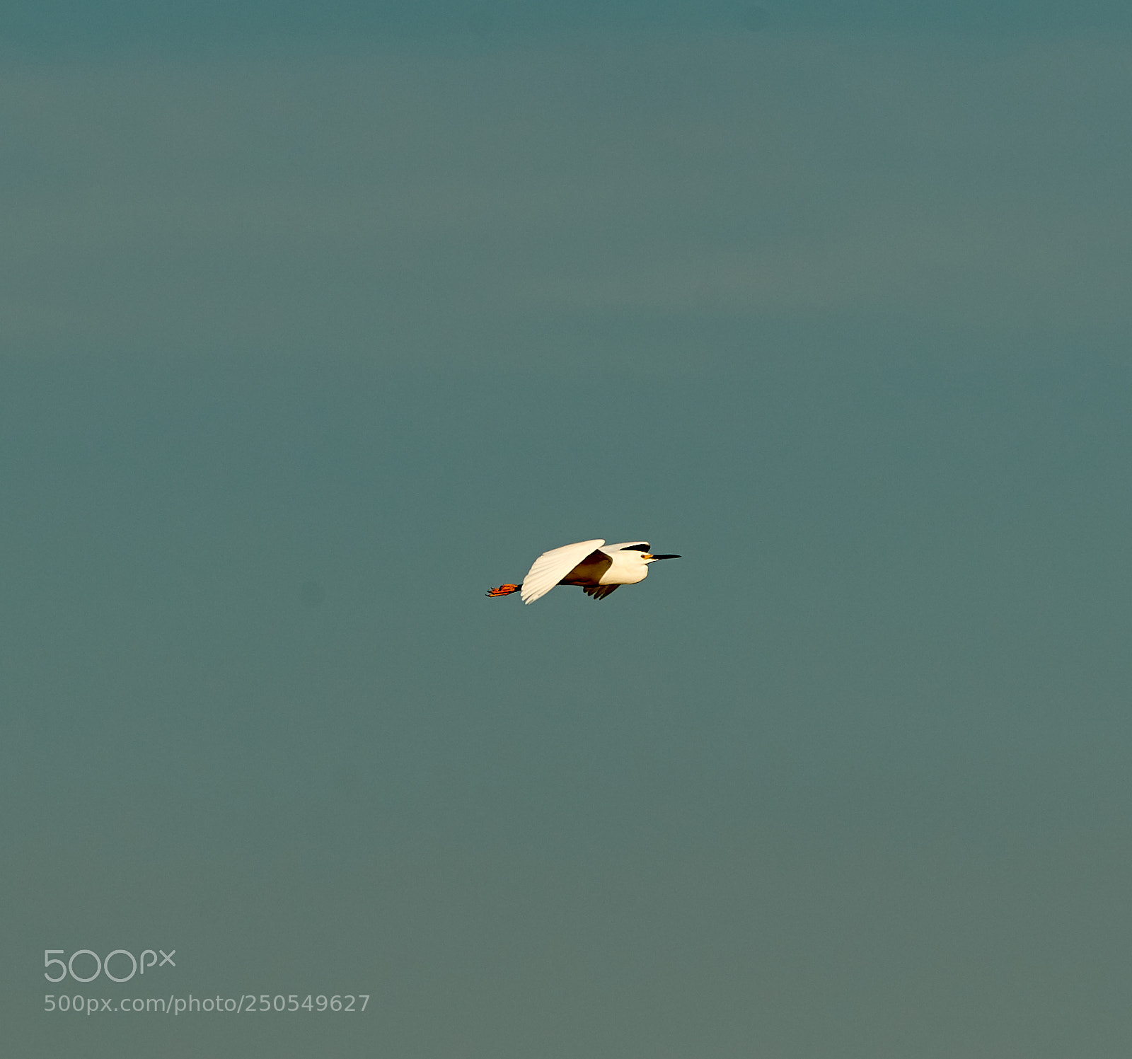Canon EOS-1D X Mark II sample photo. 03-24-18-0009165 1.jpg photography