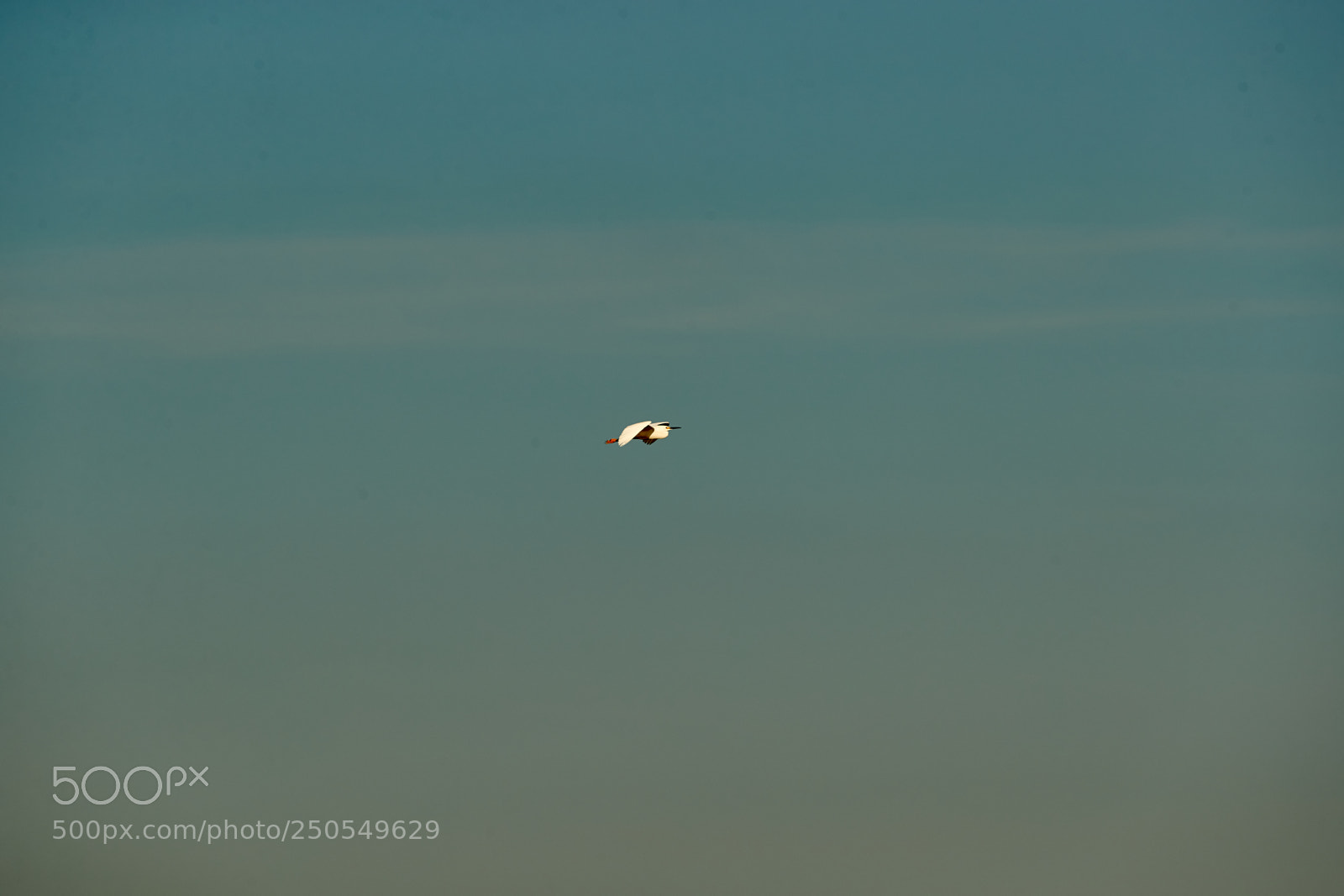 Canon EOS-1D X Mark II sample photo. 03-24-18-0009165.jpg photography