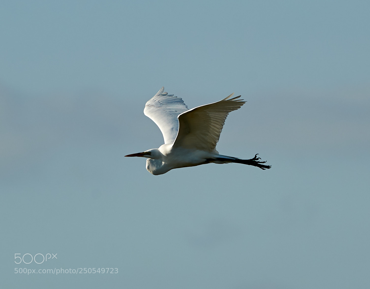 Canon EOS-1D X Mark II sample photo. 03-24-18-0009135.jpg photography
