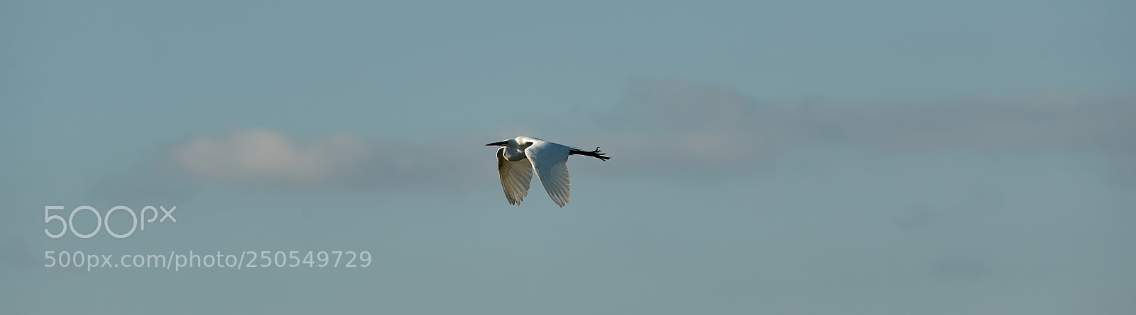 Canon EOS-1D X Mark II sample photo. 03-24-18-0009134.jpg photography