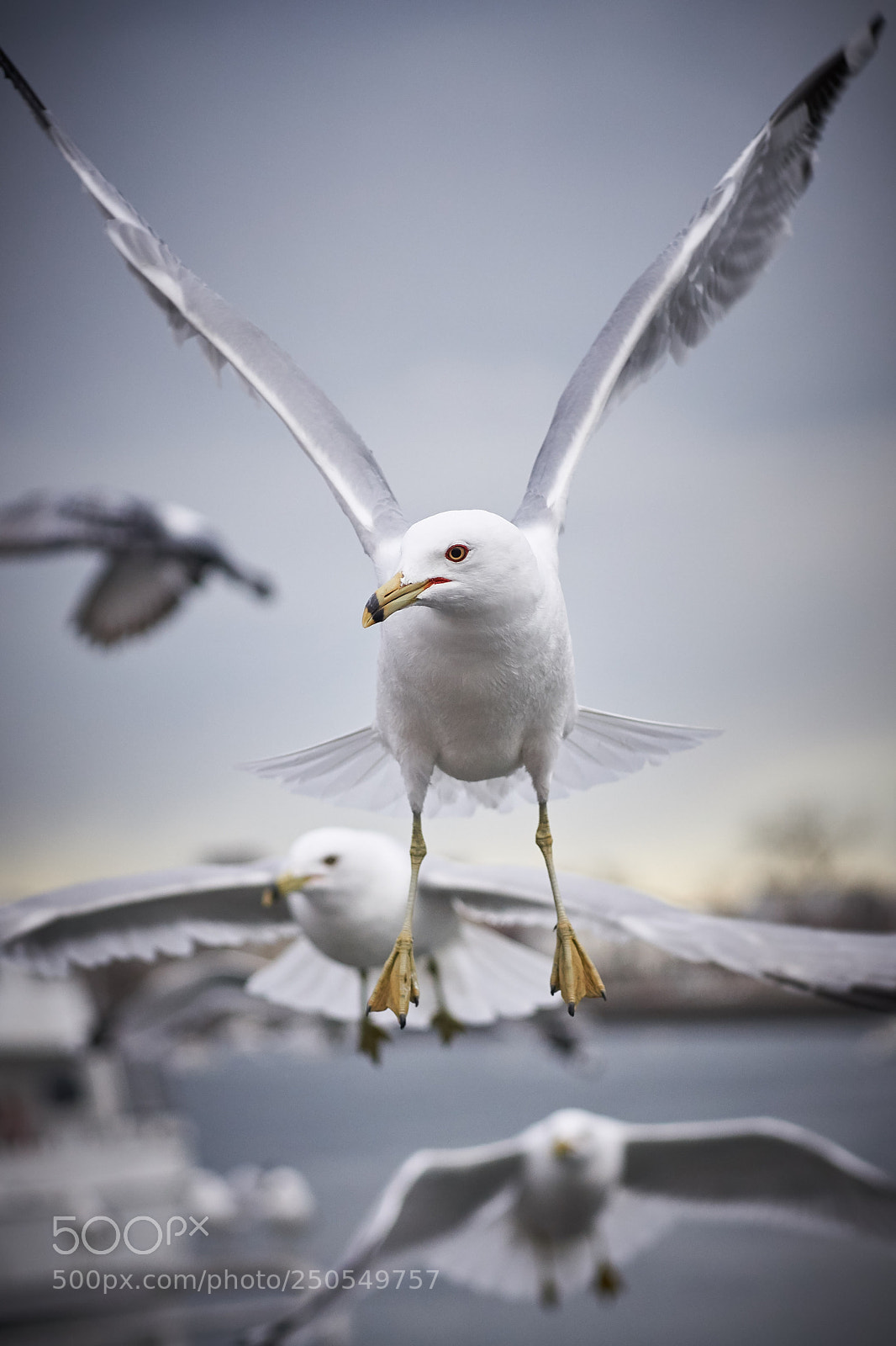 Sony a6000 sample photo. Seagull photography