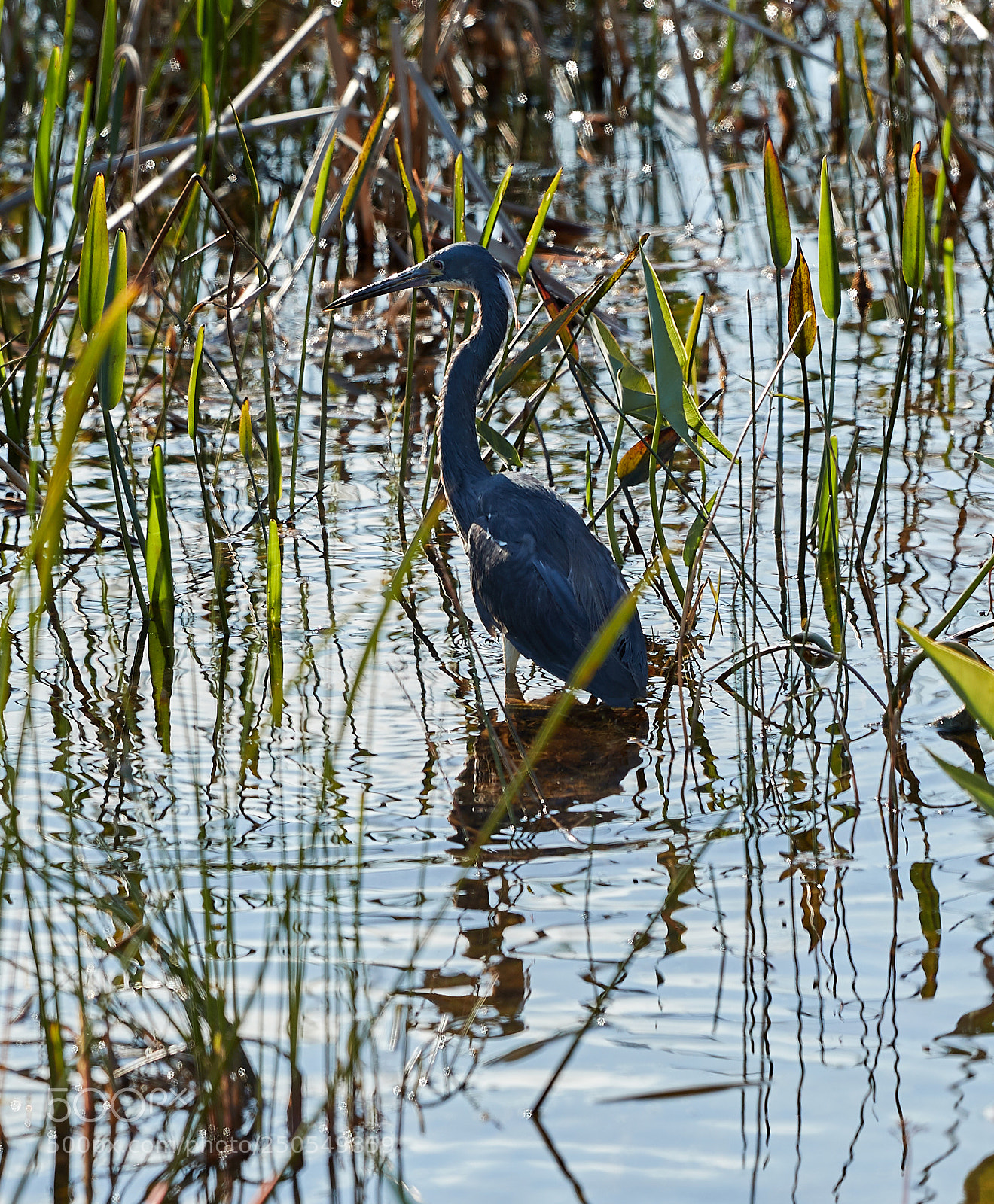 Canon EOS-1D X Mark II sample photo. 03-24-18-0009073.jpg photography