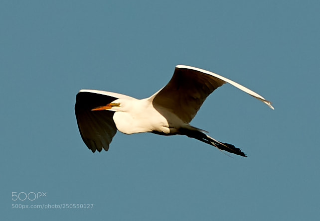 Canon EOS-1D X Mark II sample photo. 03-24-18-0009071.jpg photography
