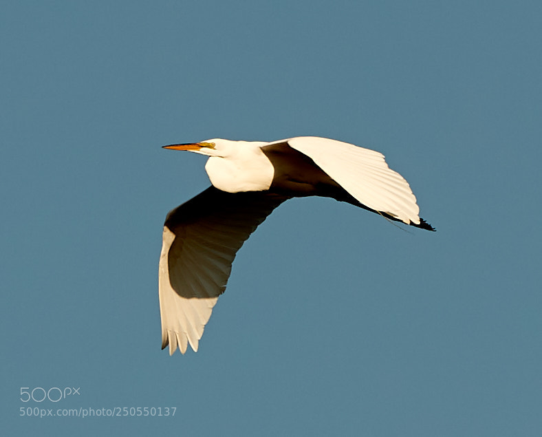 Canon EOS-1D X Mark II sample photo. 03-24-18-0009070.jpg photography