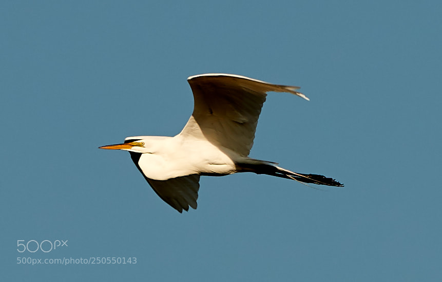 Canon EOS-1D X Mark II sample photo. 03-24-18-0009069.jpg photography