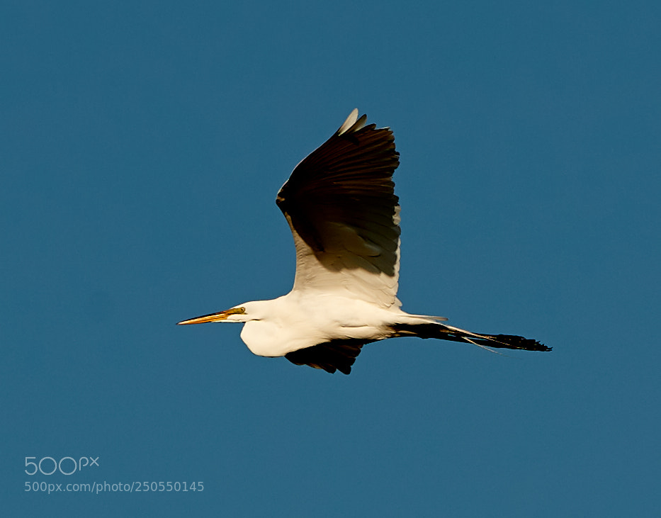 Canon EOS-1D X Mark II sample photo. 03-24-18-0009068.jpg photography