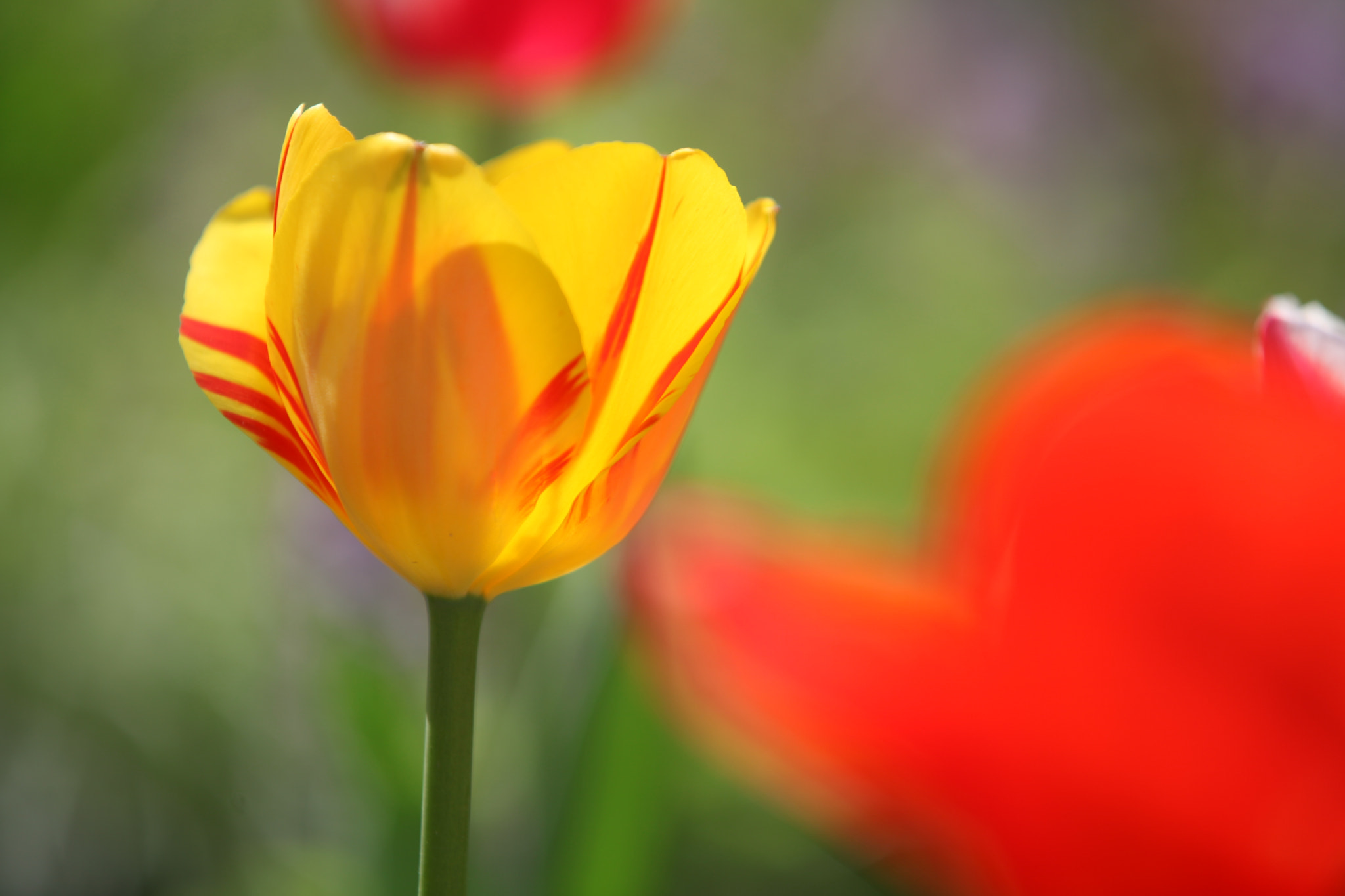 Canon EF 70-200mm F2.8L IS II USM sample photo
