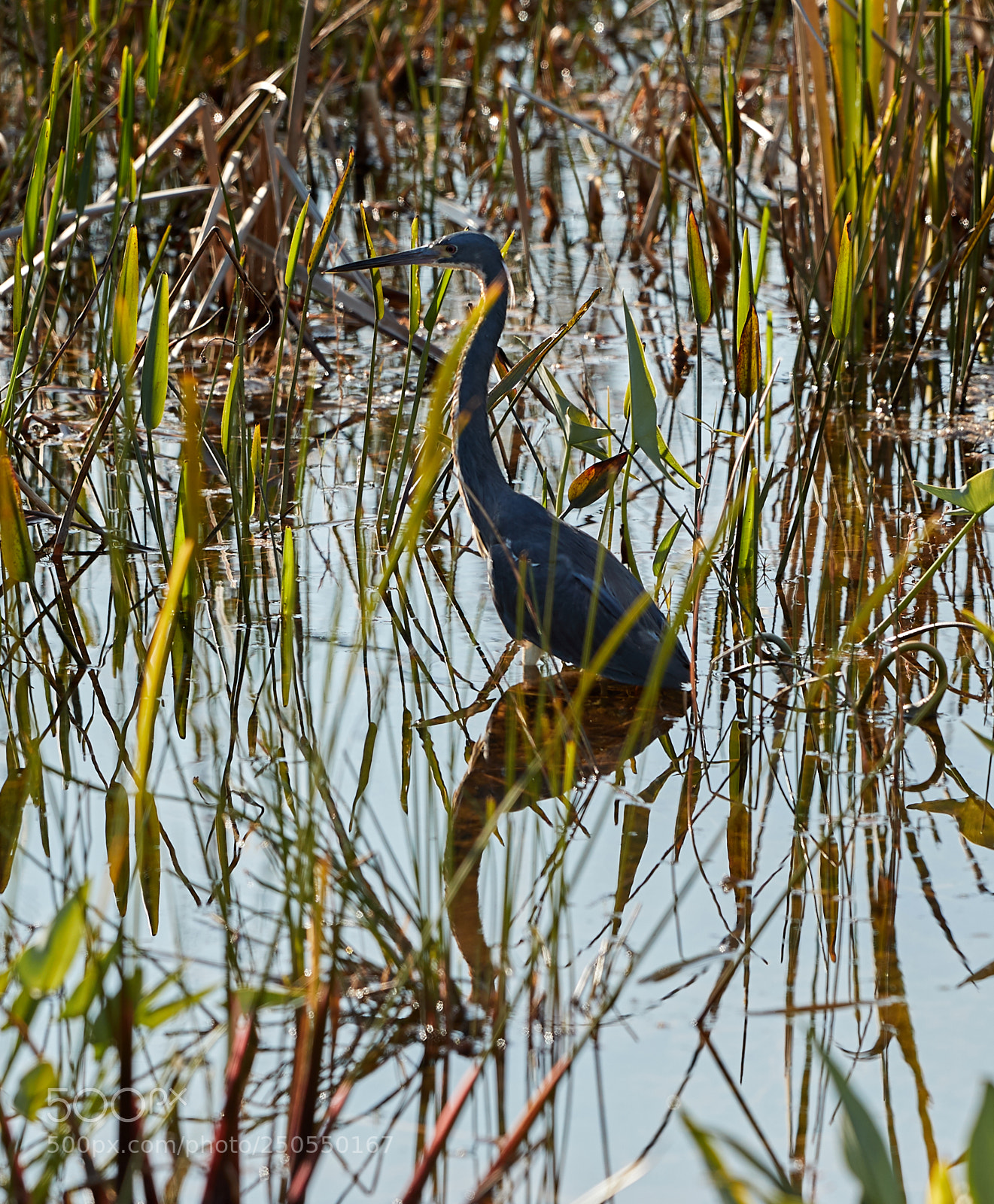 Canon EOS-1D X Mark II sample photo. 03-24-18-0009067.jpg photography