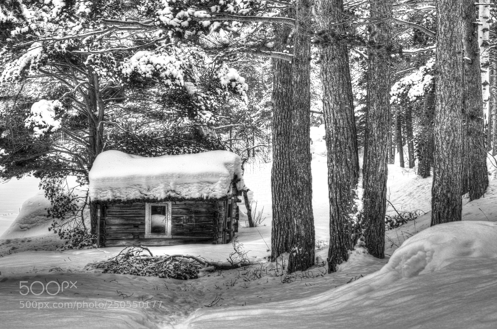 Nikon D7000 sample photo. Tiny hut, tall trees photography