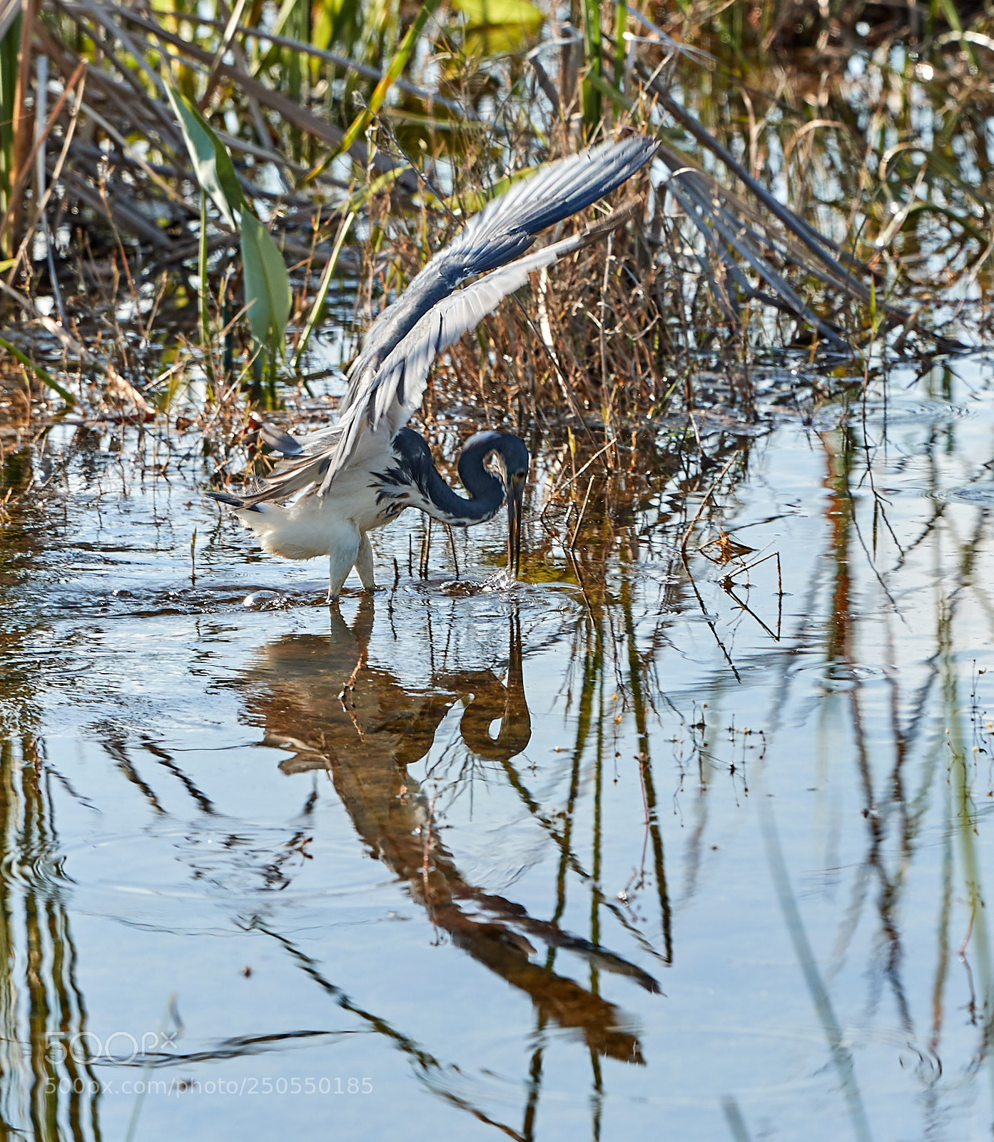 Canon EOS-1D X Mark II sample photo. 03-24-18-0009063.jpg photography