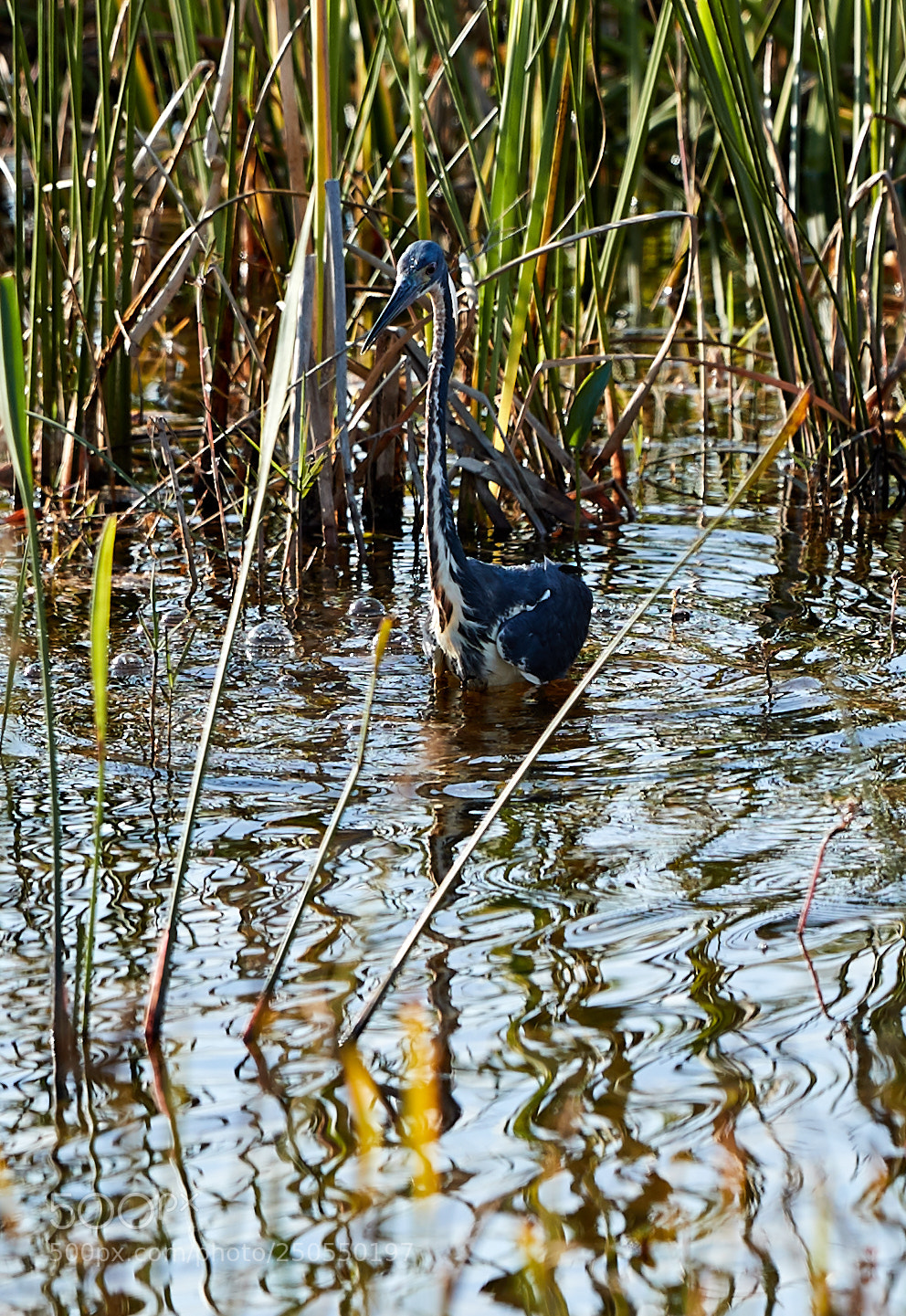 Canon EOS-1D X Mark II sample photo. 03-24-18-0009053.jpg photography