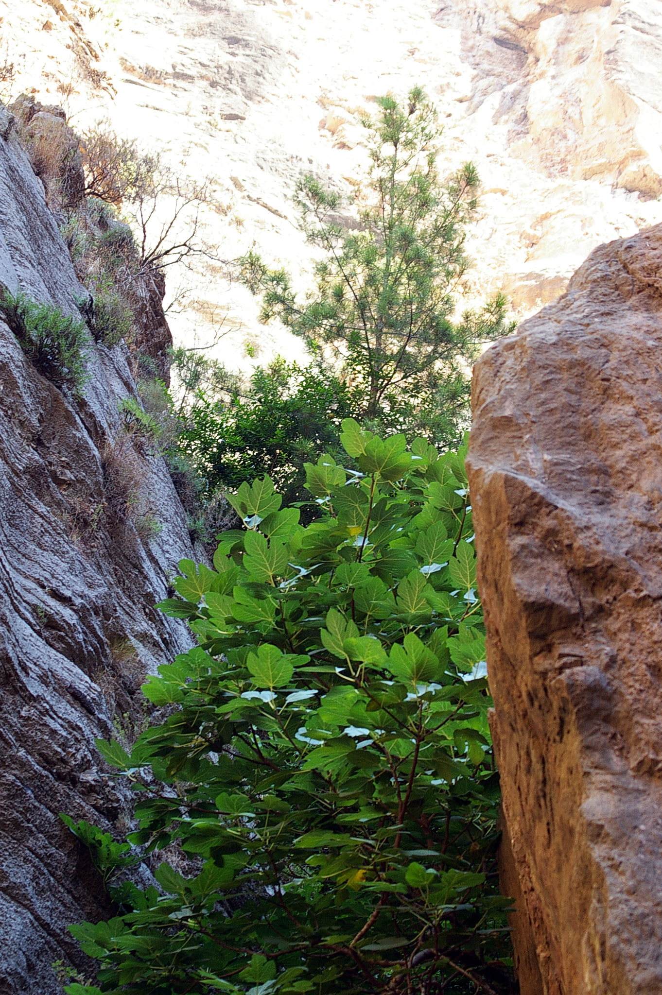 Pentax *ist DS sample photo. Valley of butterflies, fethiye, turkey photography