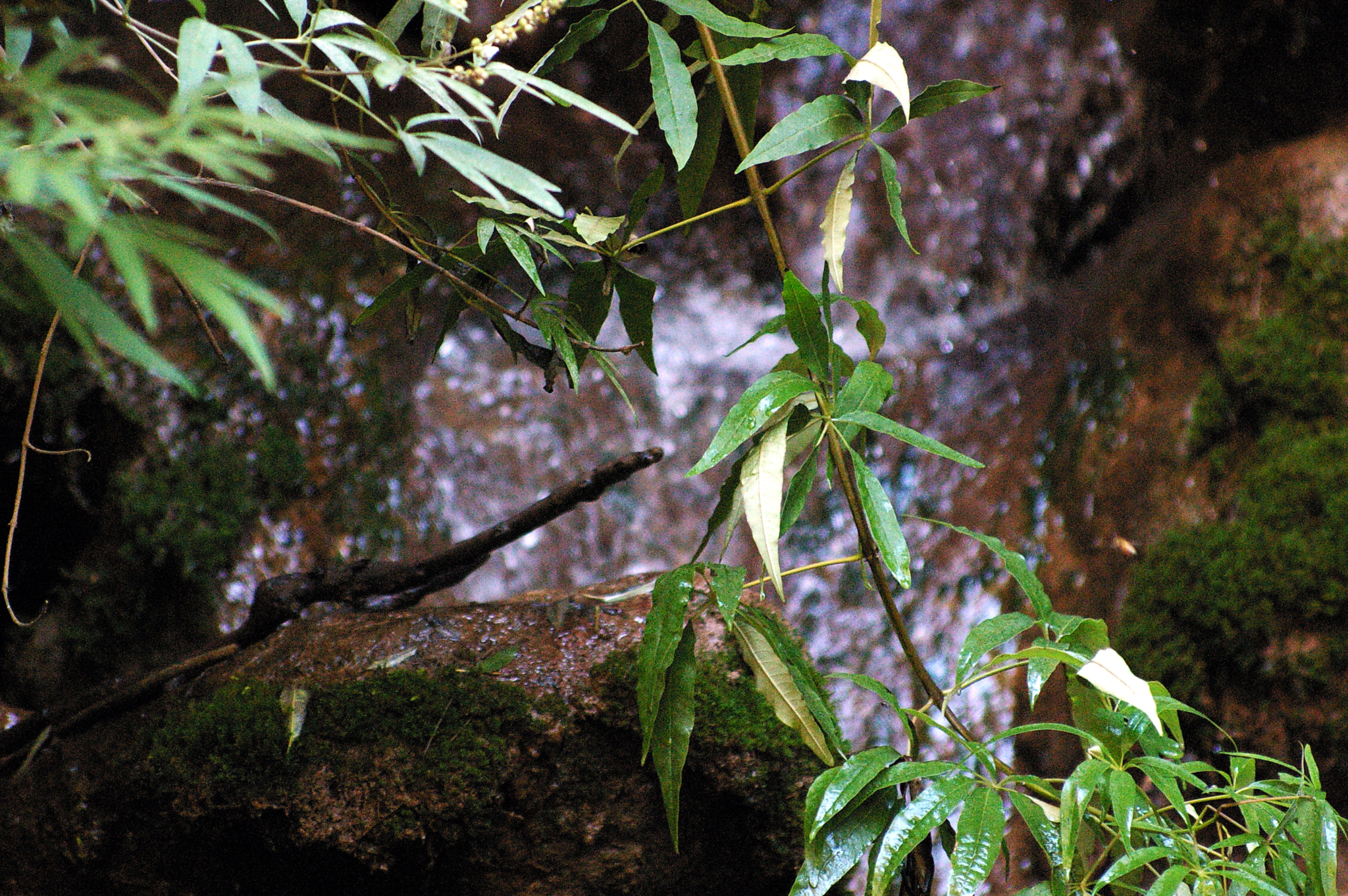 Pentax *ist DS sample photo. Valley of butterflies, fethiye, turkey photography