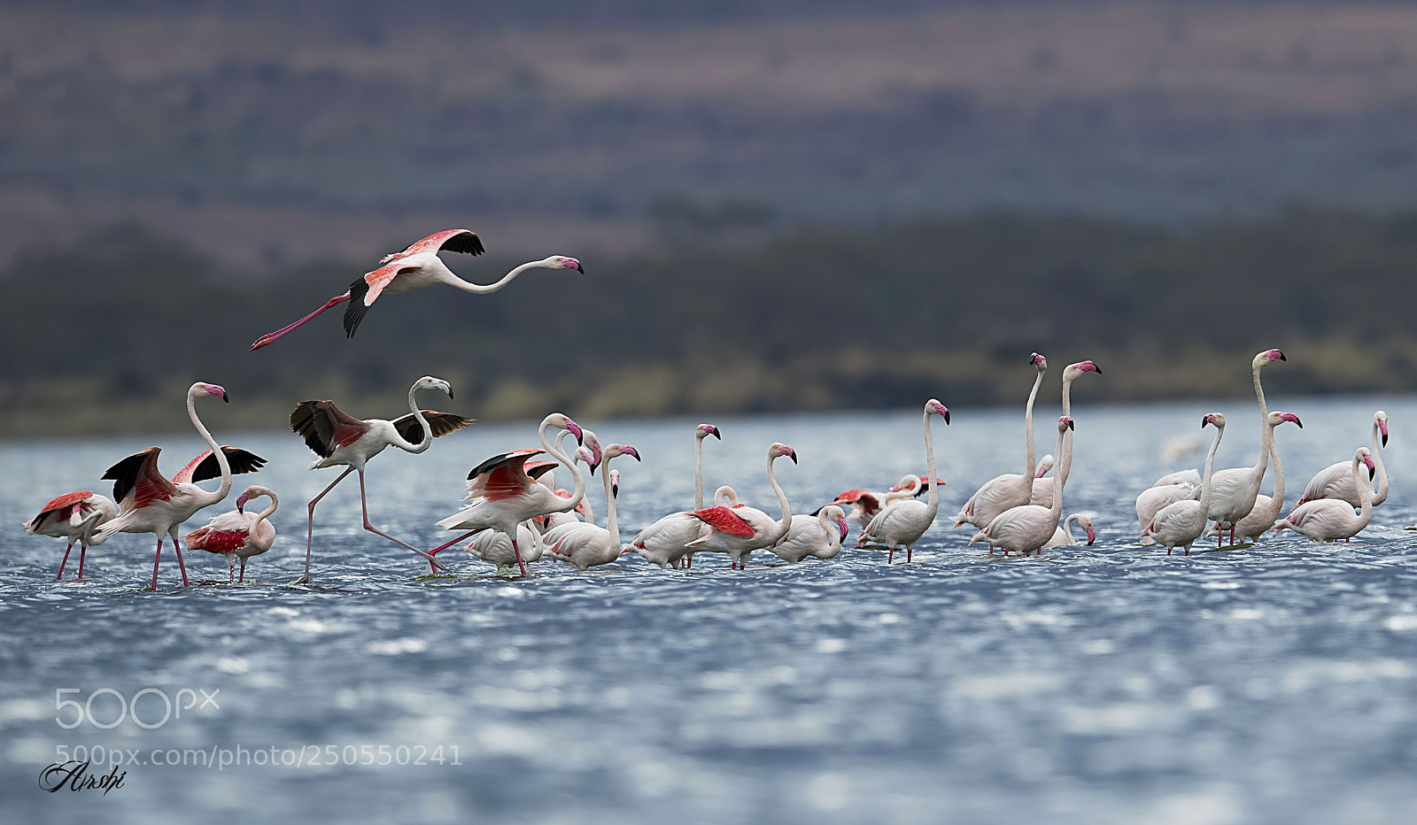 Nikon D5 sample photo. Flamingos... photography