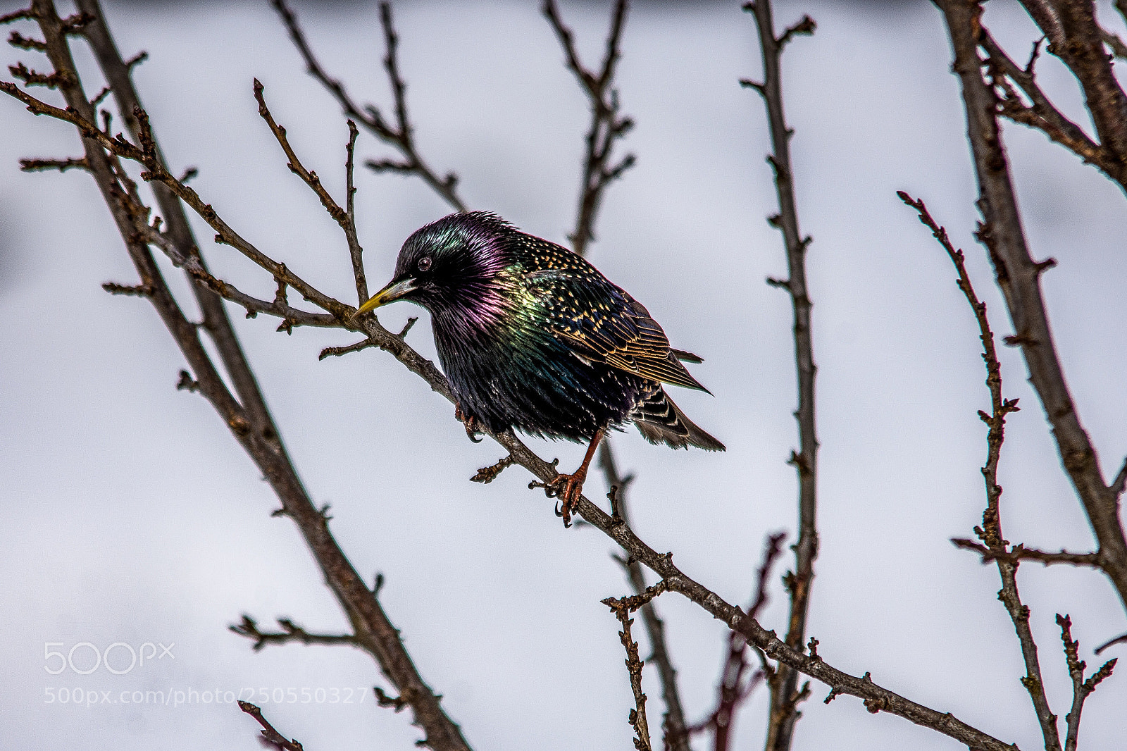 Nikon D7200 sample photo. Starling photography