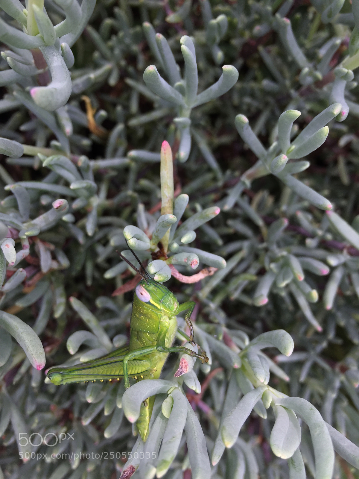 Apple iPhone 6 sample photo. Beautiful little guy ? photography