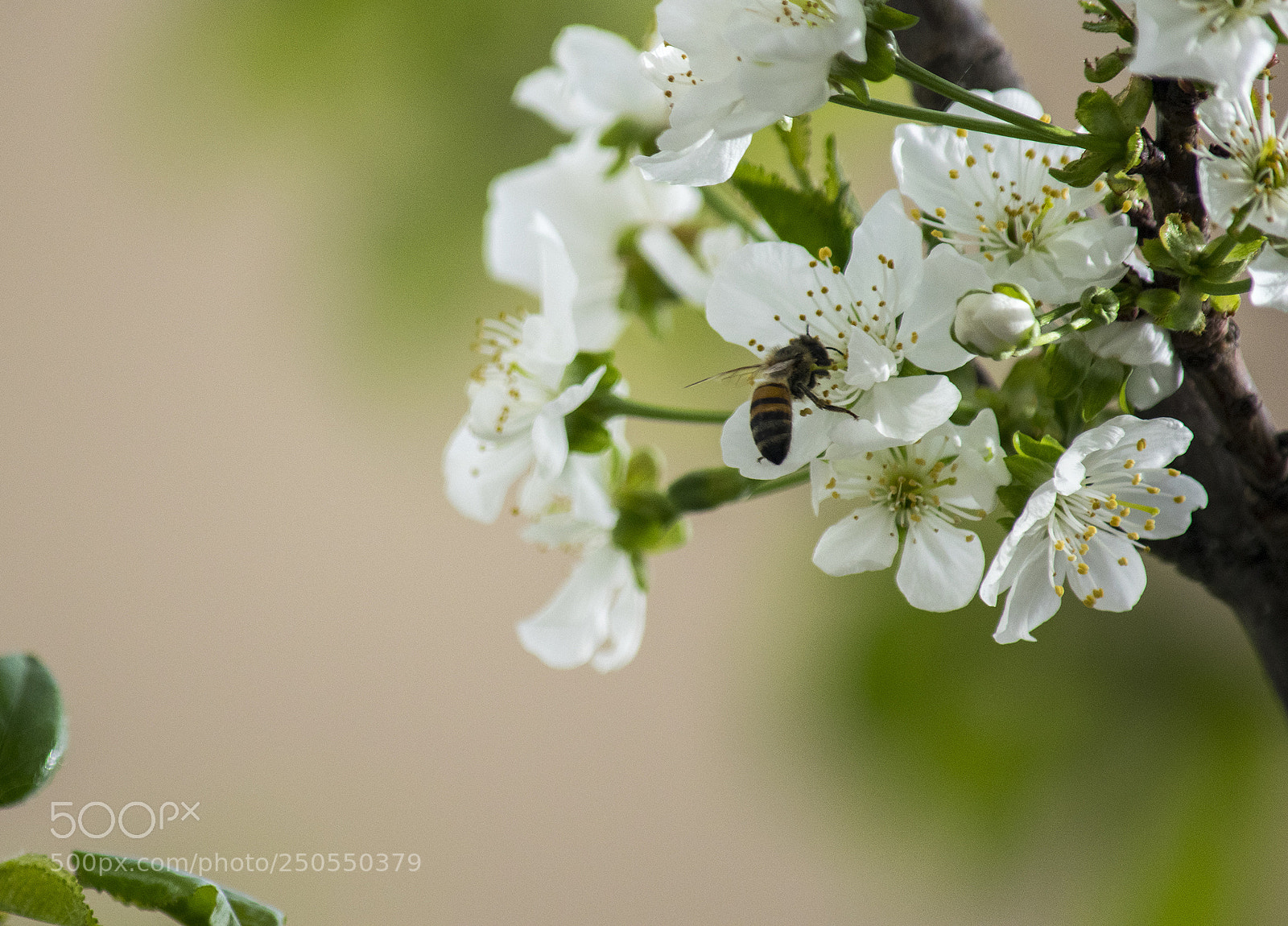 Nikon D3300 sample photo. Spring photography