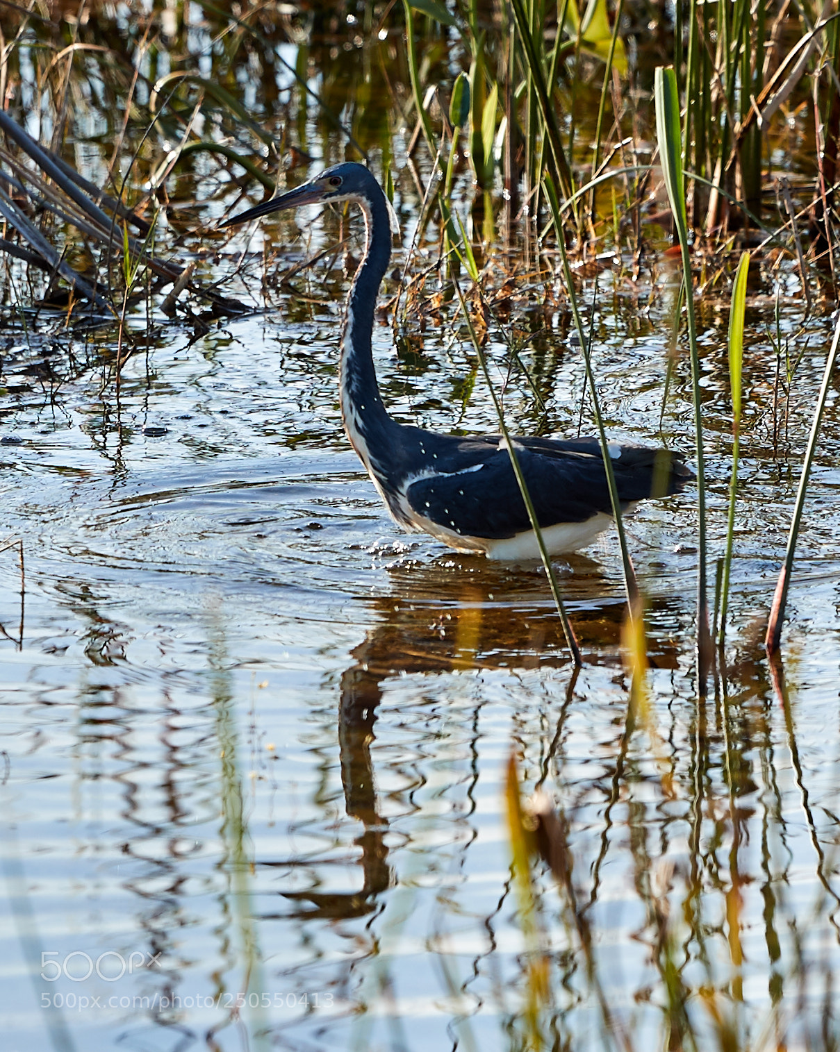 Canon EOS-1D X Mark II sample photo. 03-24-18-0009047.jpg photography