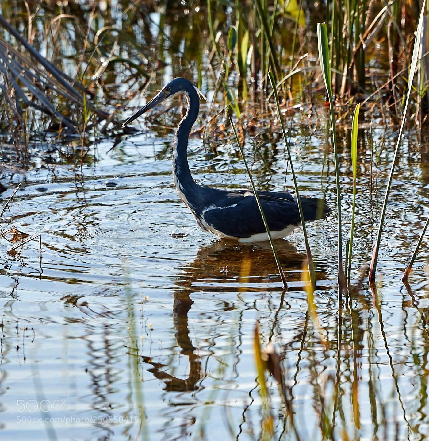 Canon EOS-1D X Mark II sample photo. 03-24-18-0009046.jpg photography