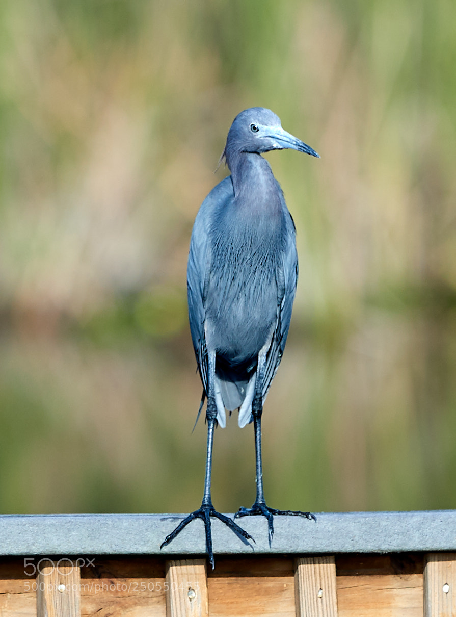 Canon EOS-1D X Mark II sample photo. 03-24-18-0009033.jpg photography