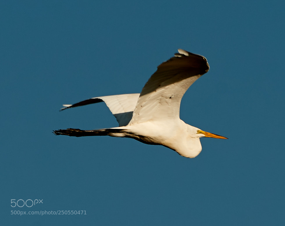 Canon EOS-1D X Mark II sample photo. 03-24-18-0009025.jpg photography