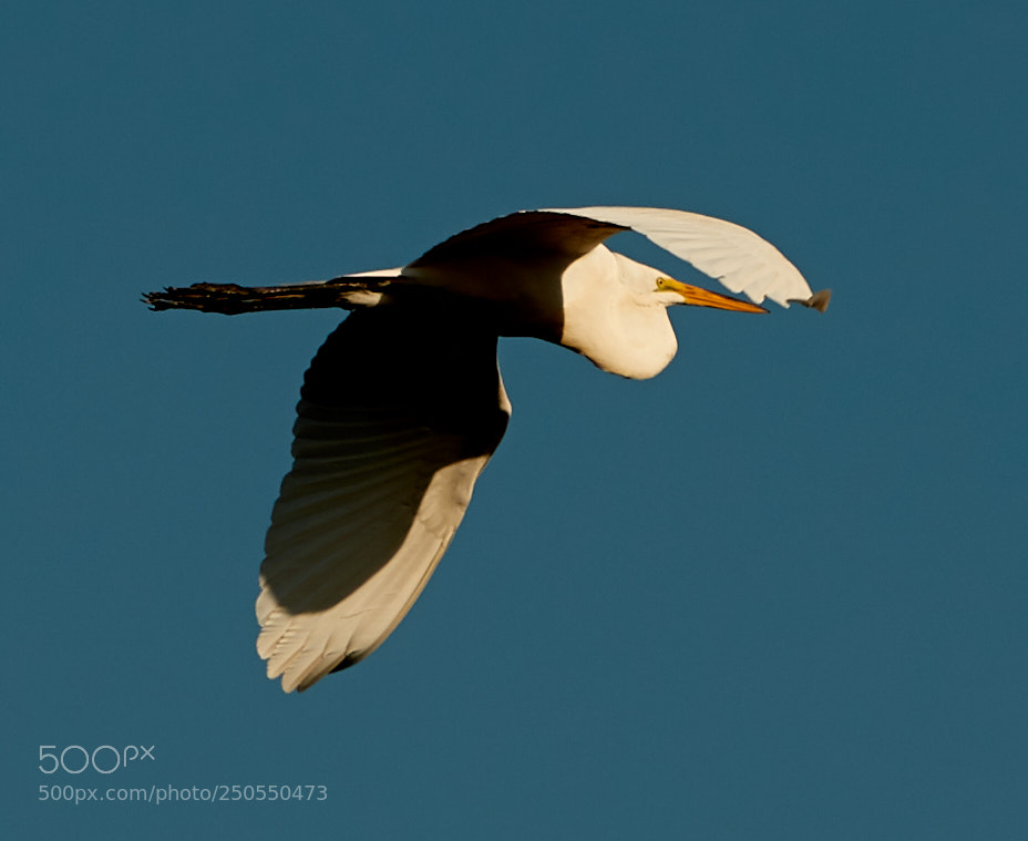 Canon EOS-1D X Mark II sample photo. 03-24-18-0009024.jpg photography