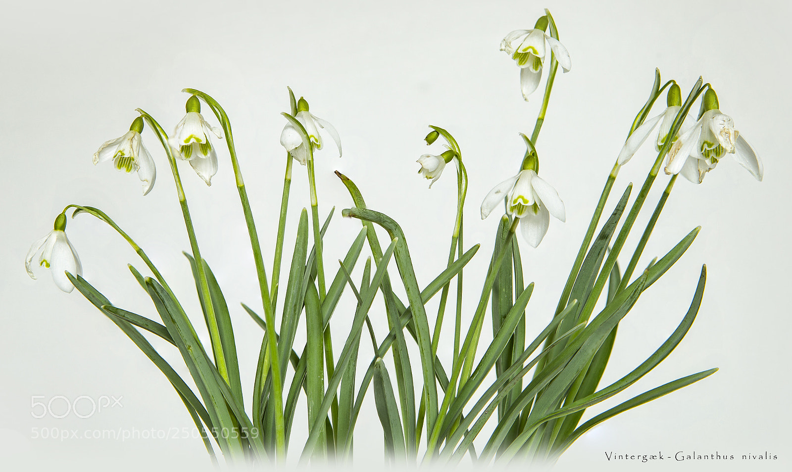 Canon EOS-1D X sample photo. Snowdrops photography