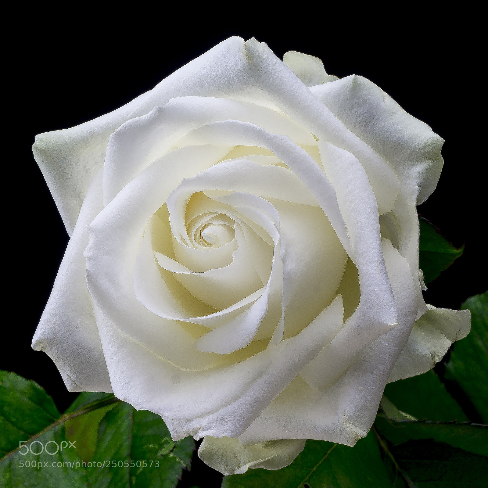 Sony SLT-A58 sample photo. Witte roos photography