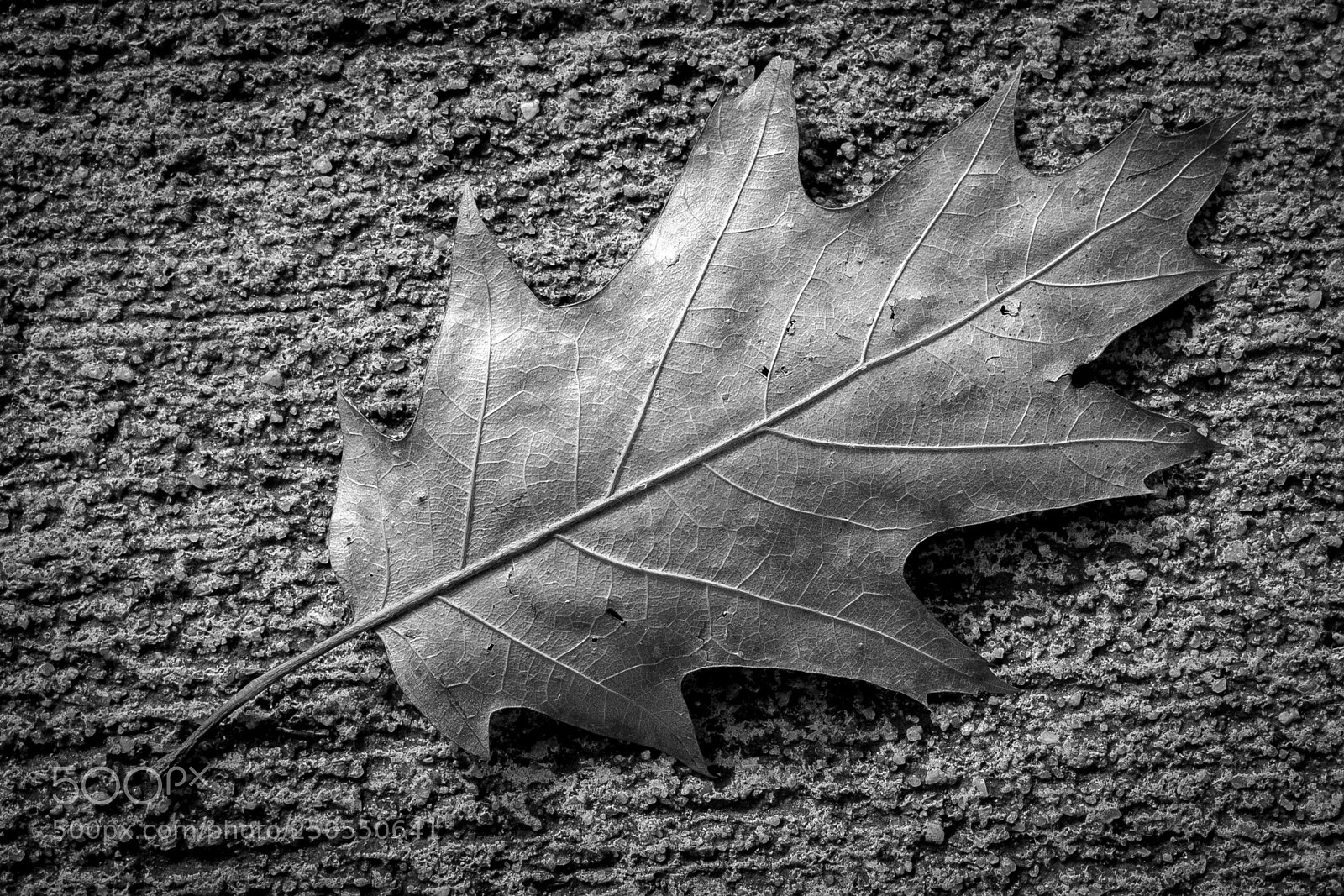 Sony a9 sample photo. Leaf photography
