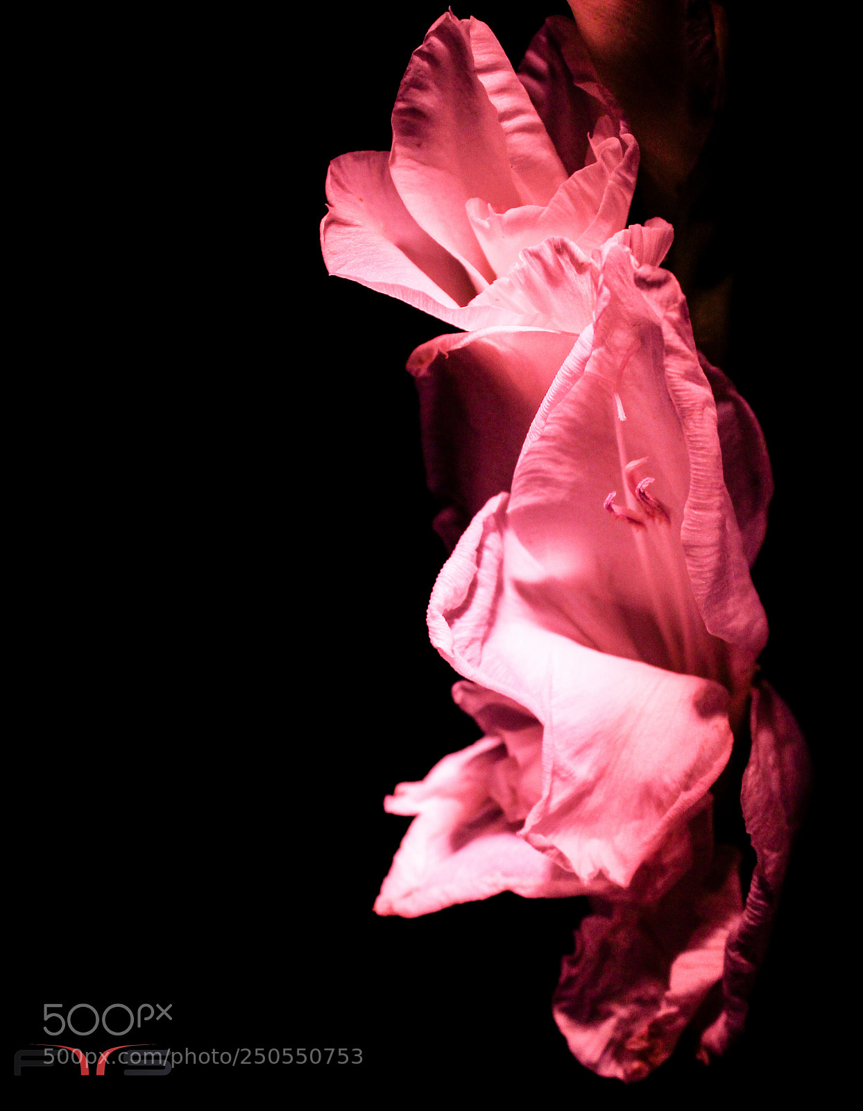 Canon EOS 600D (Rebel EOS T3i / EOS Kiss X5) sample photo. Glow..!! photography