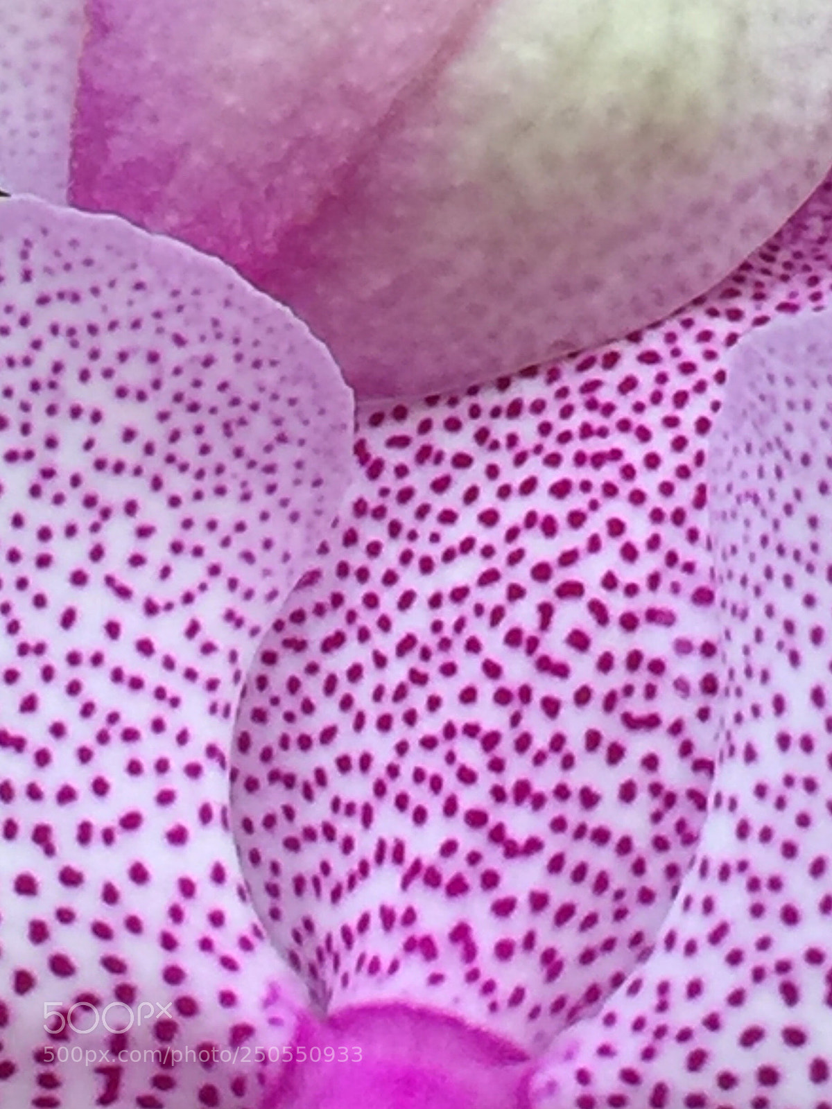 Apple iPhone 6 Plus sample photo. Speckle petal pillow  photography