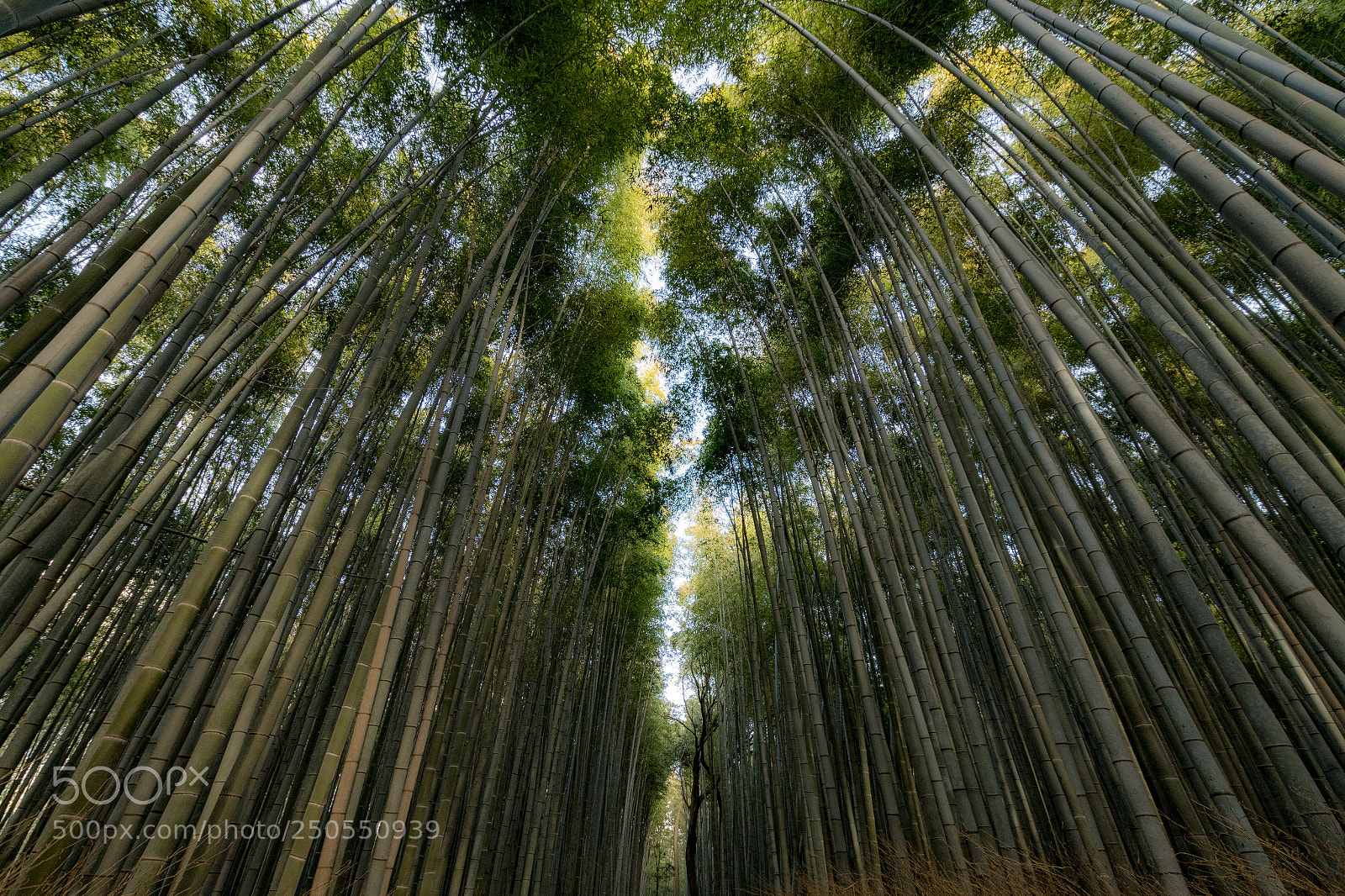 Nikon D7500 sample photo. 嵐山 竹林 photography