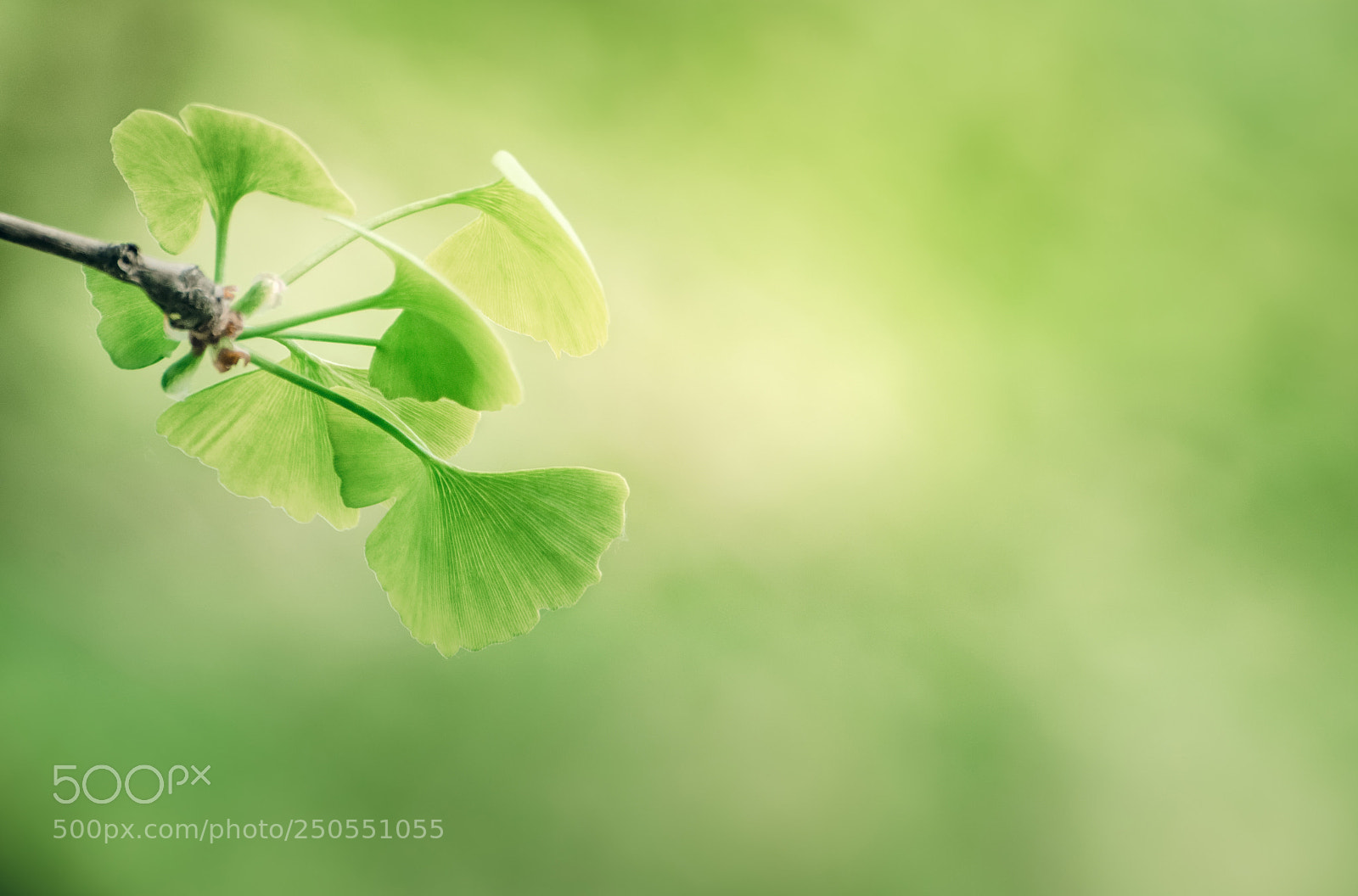 Nikon D7000 sample photo. Green photography