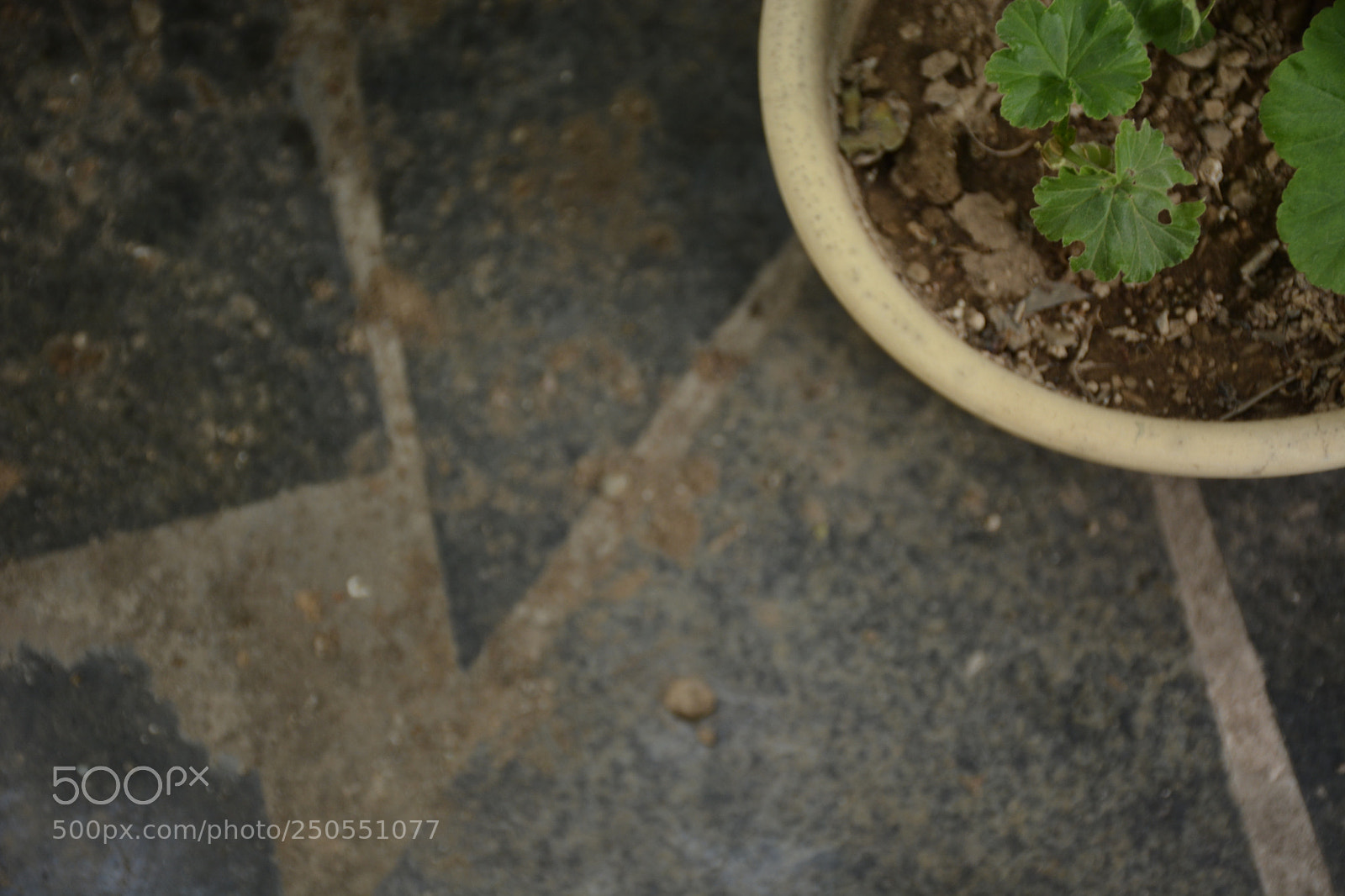 Nikon D7100 sample photo. Geraniums photography