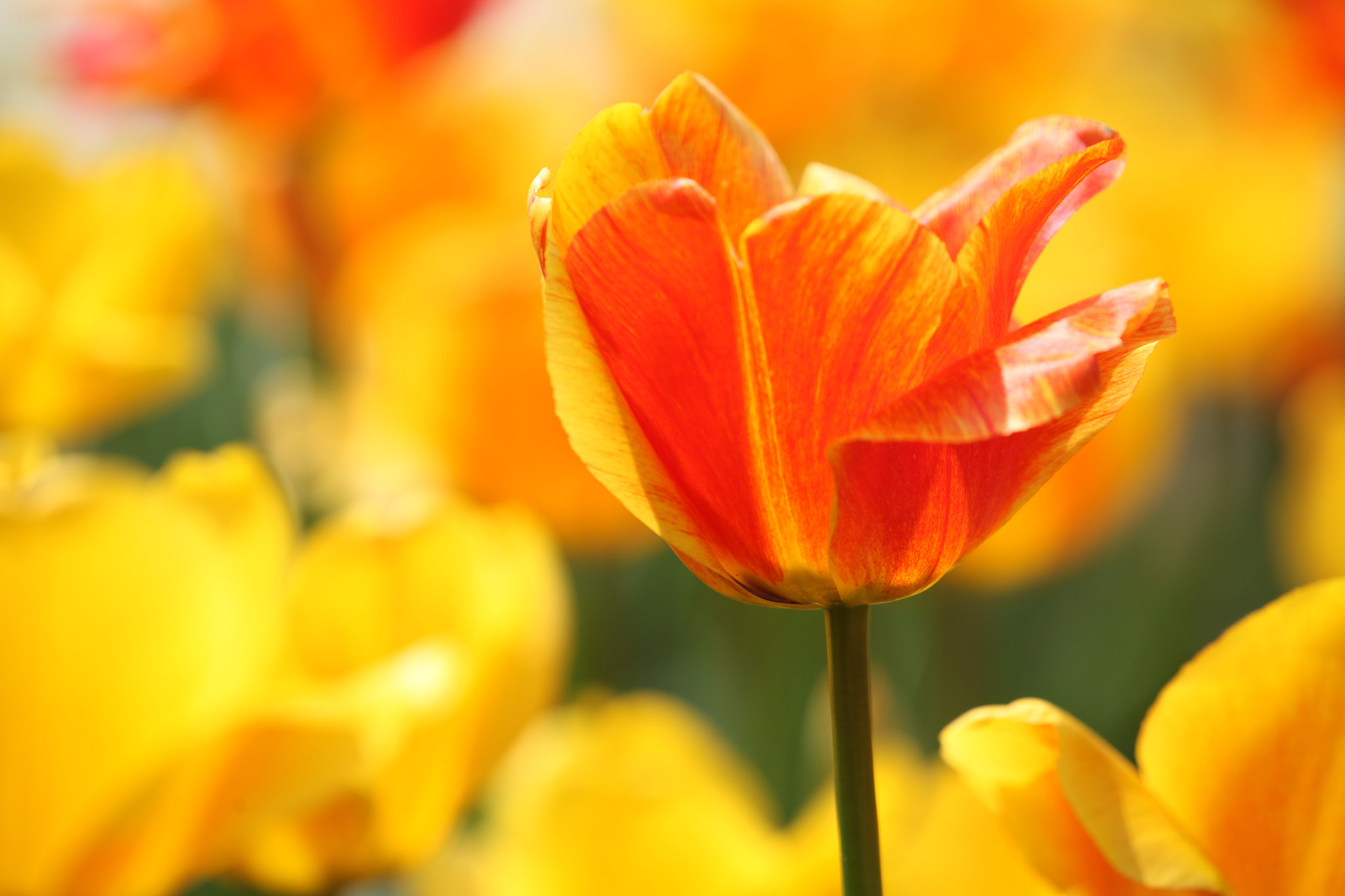 Canon EF 70-200mm F2.8L IS II USM sample photo