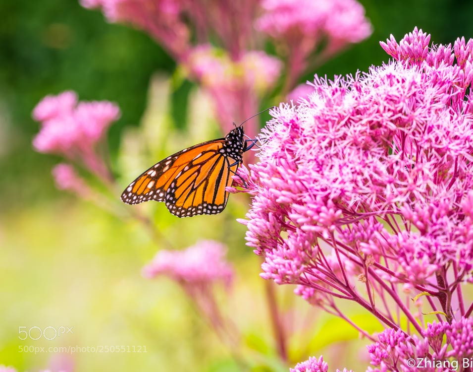 Nikon D610 sample photo. Monarch butterfly photography