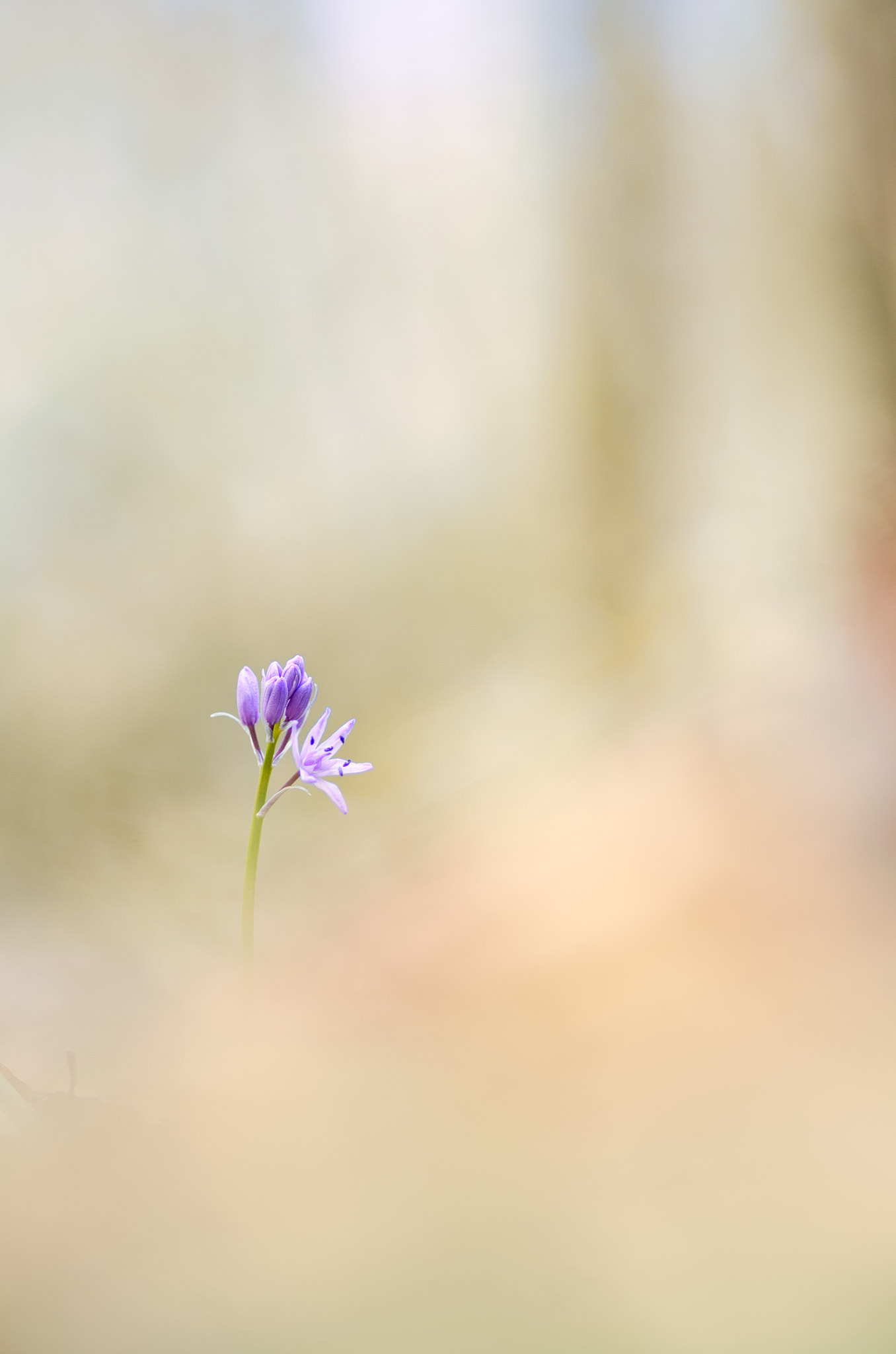 Pentax K-5 + Tamron SP AF 90mm F2.8 Di Macro sample photo. Emergence photography