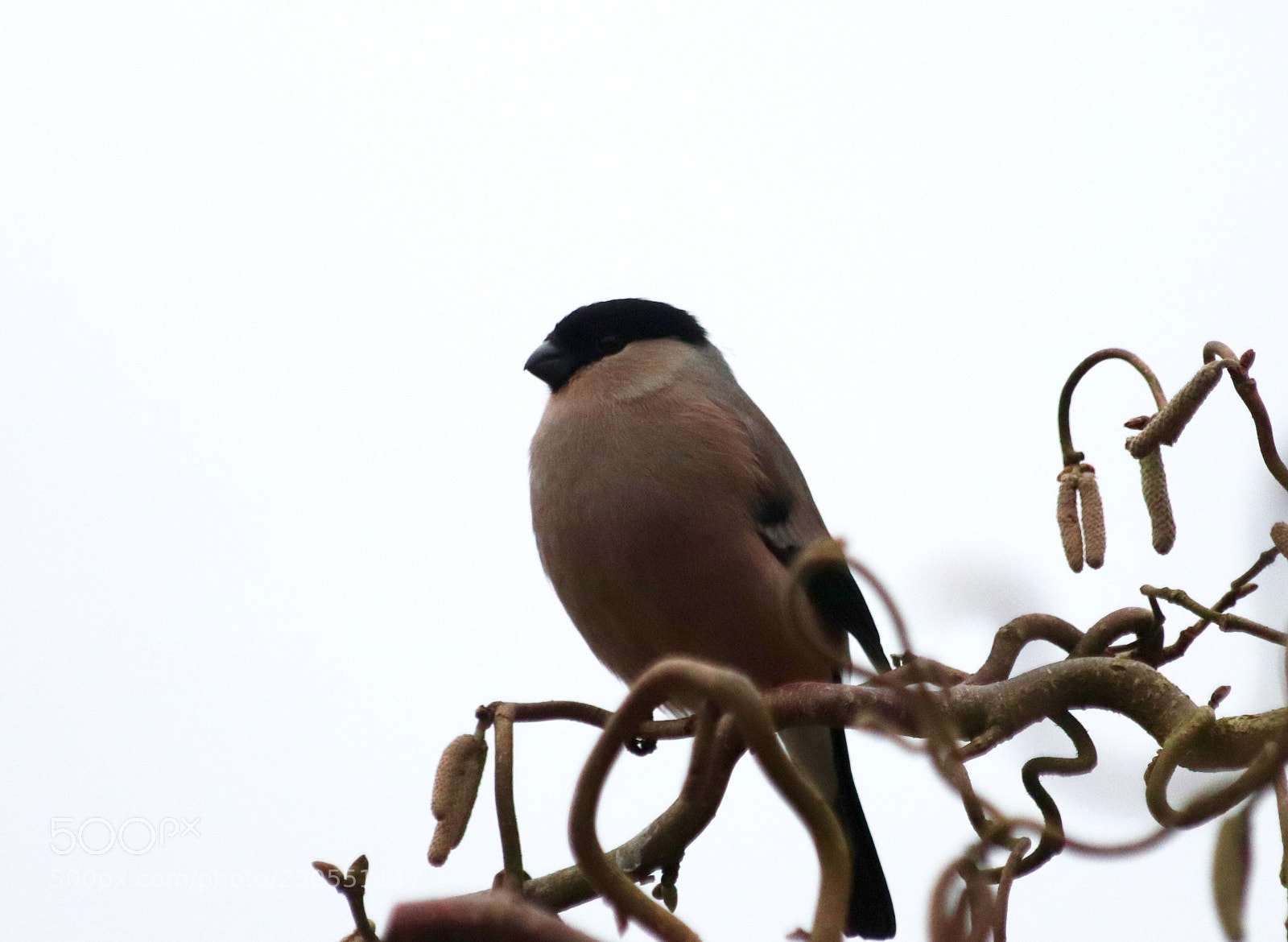 Canon EOS 77D (EOS 9000D / EOS 770D) sample photo. Mr. and mrs bullfinch photography